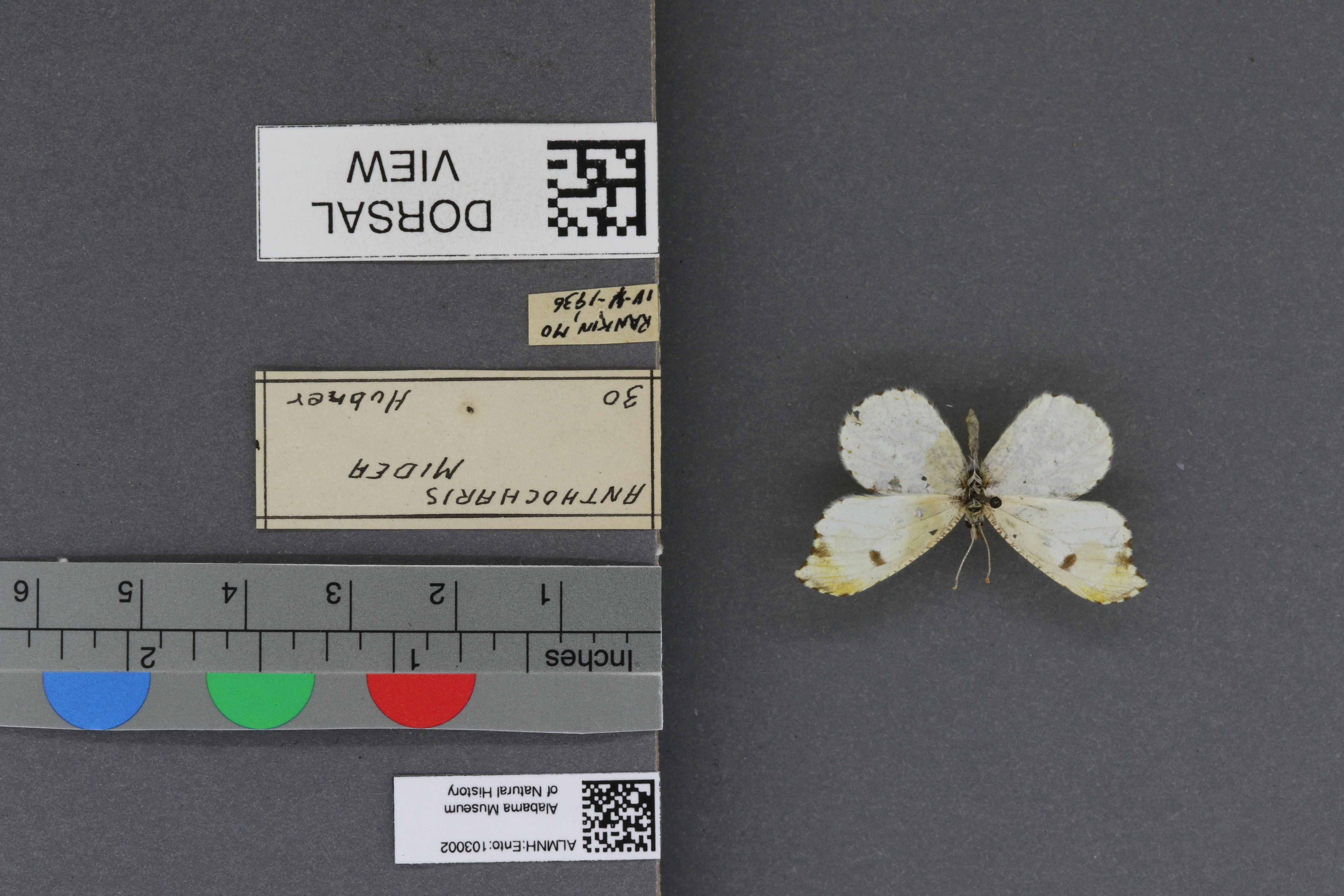 Specimen media