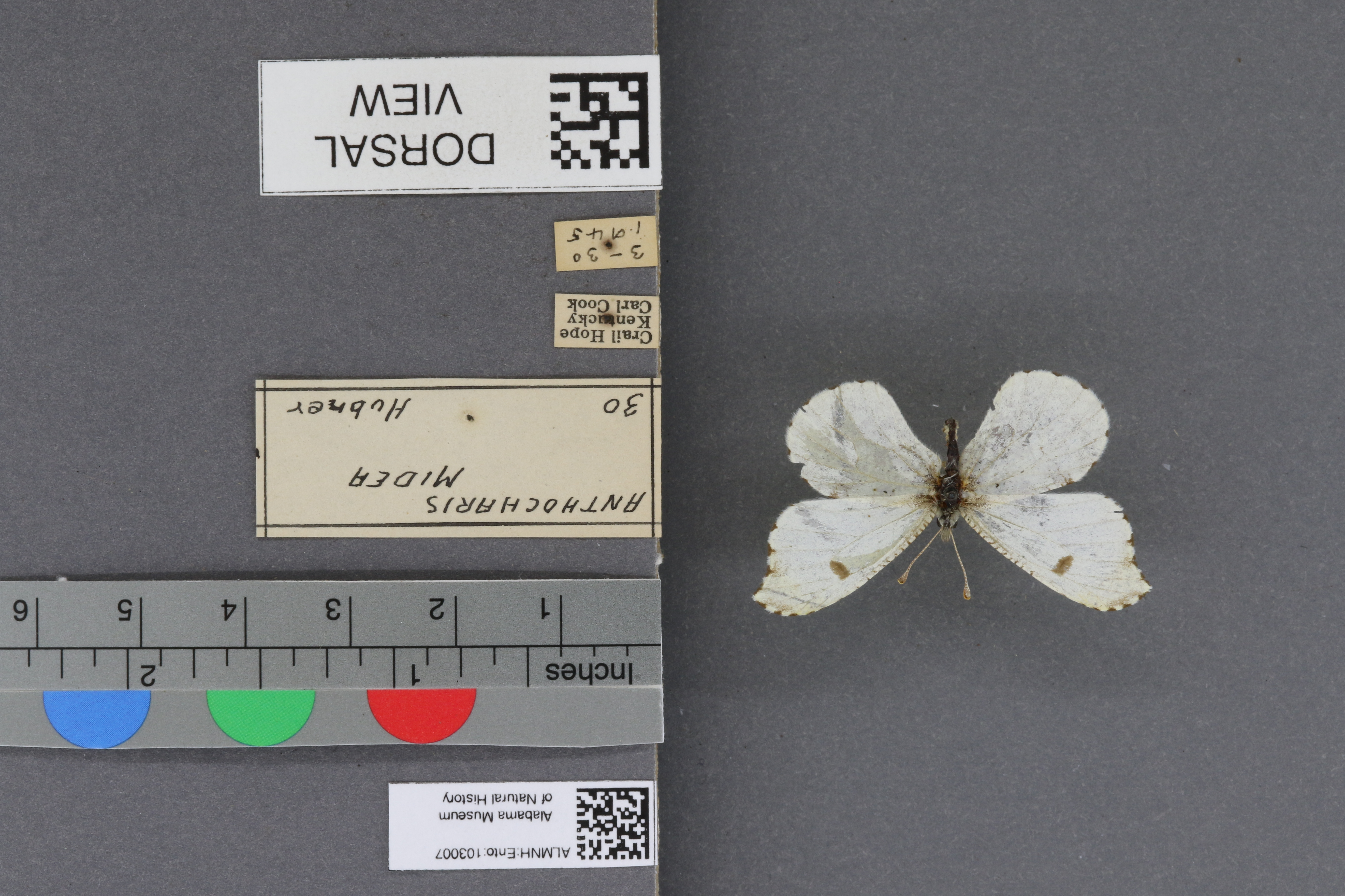 Specimen media