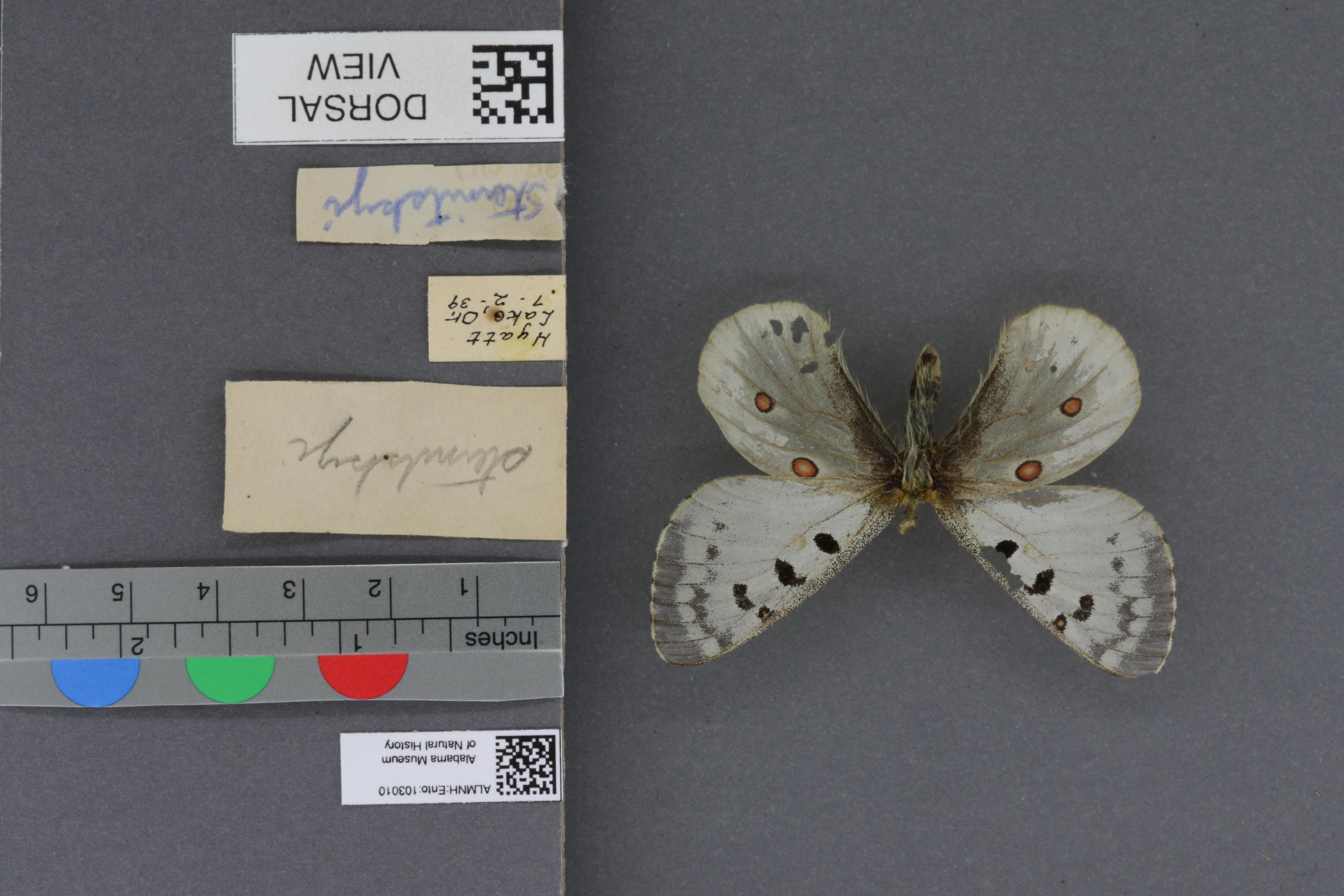Parnassius smintheus sternitzkyi