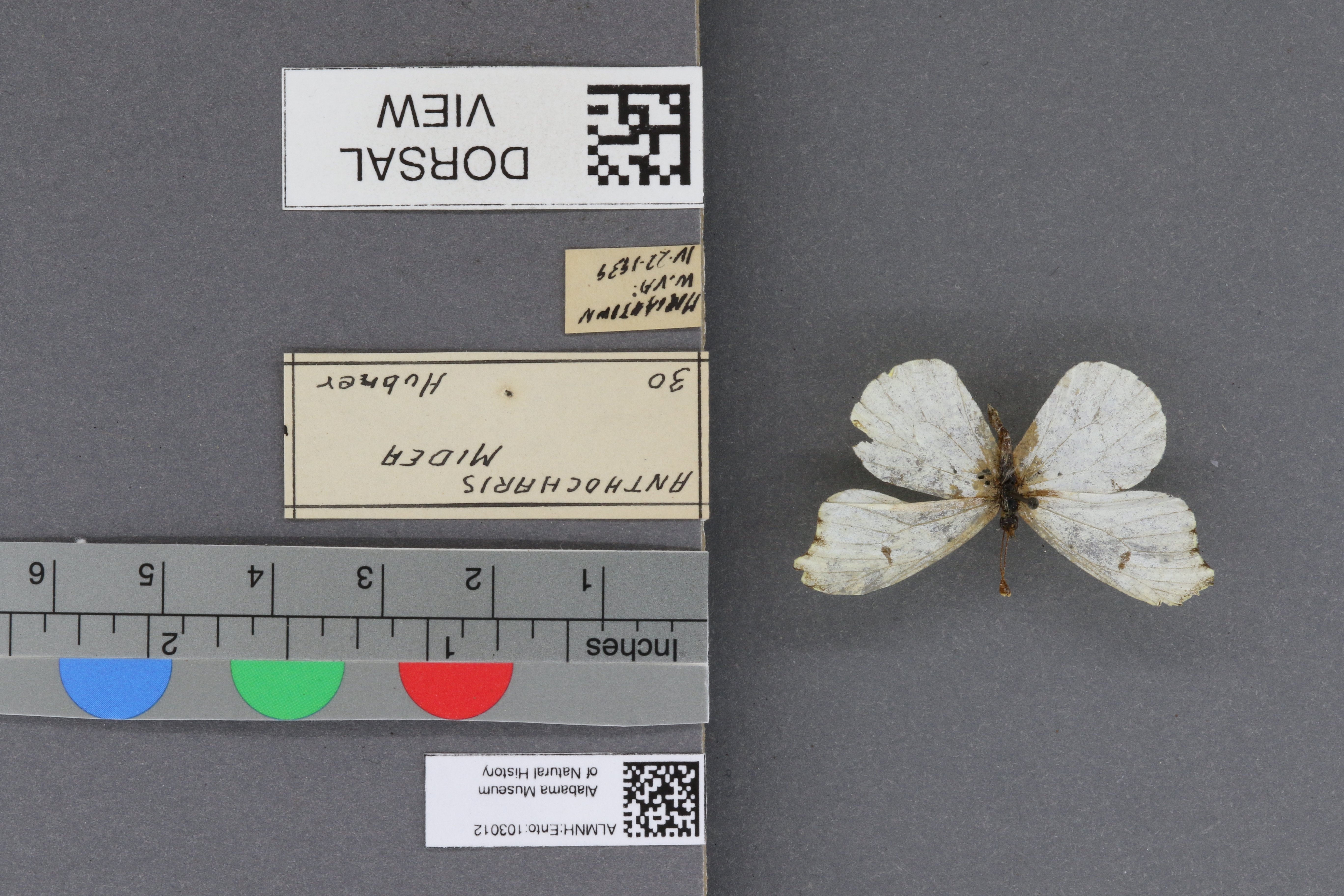 Specimen media