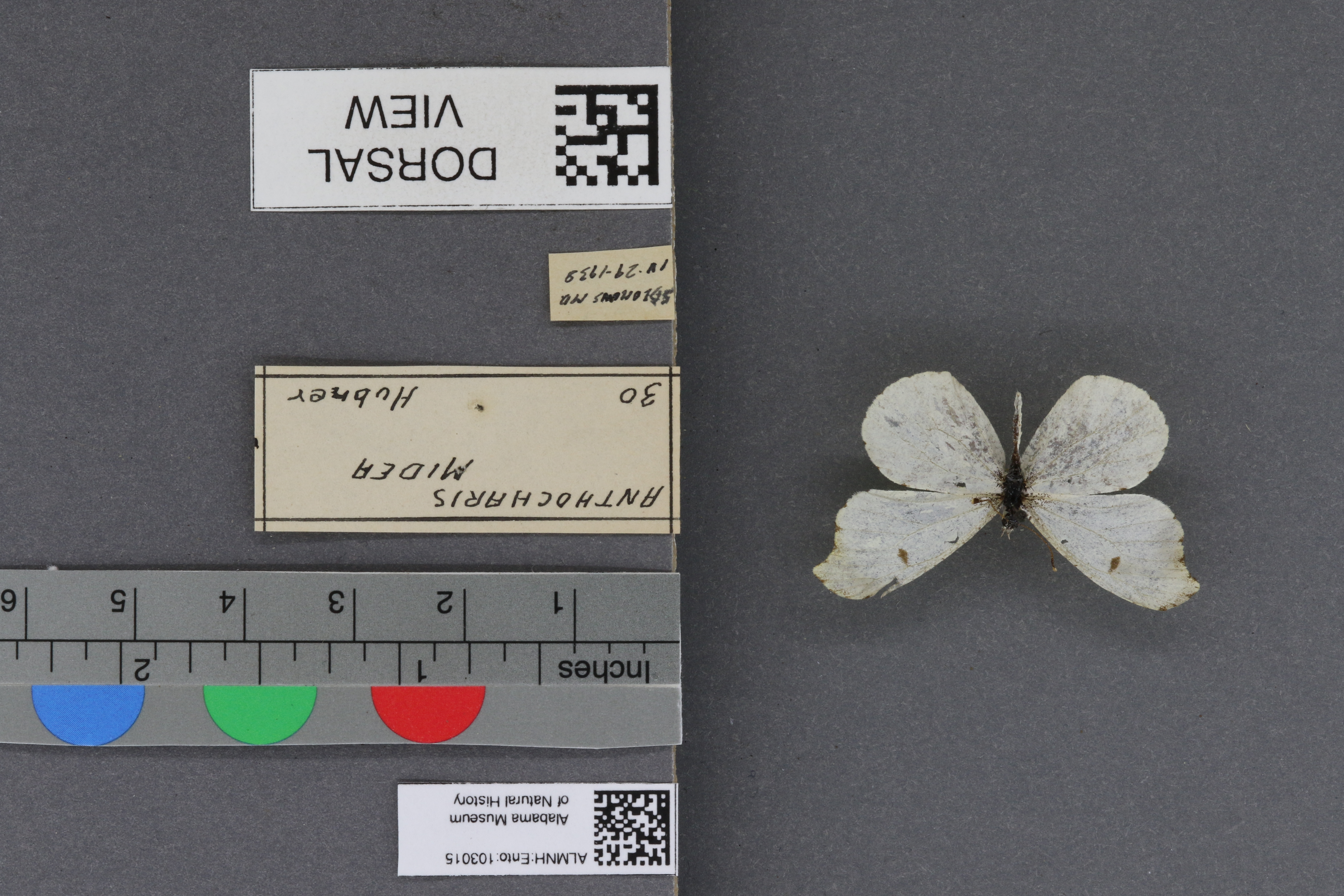 Specimen media