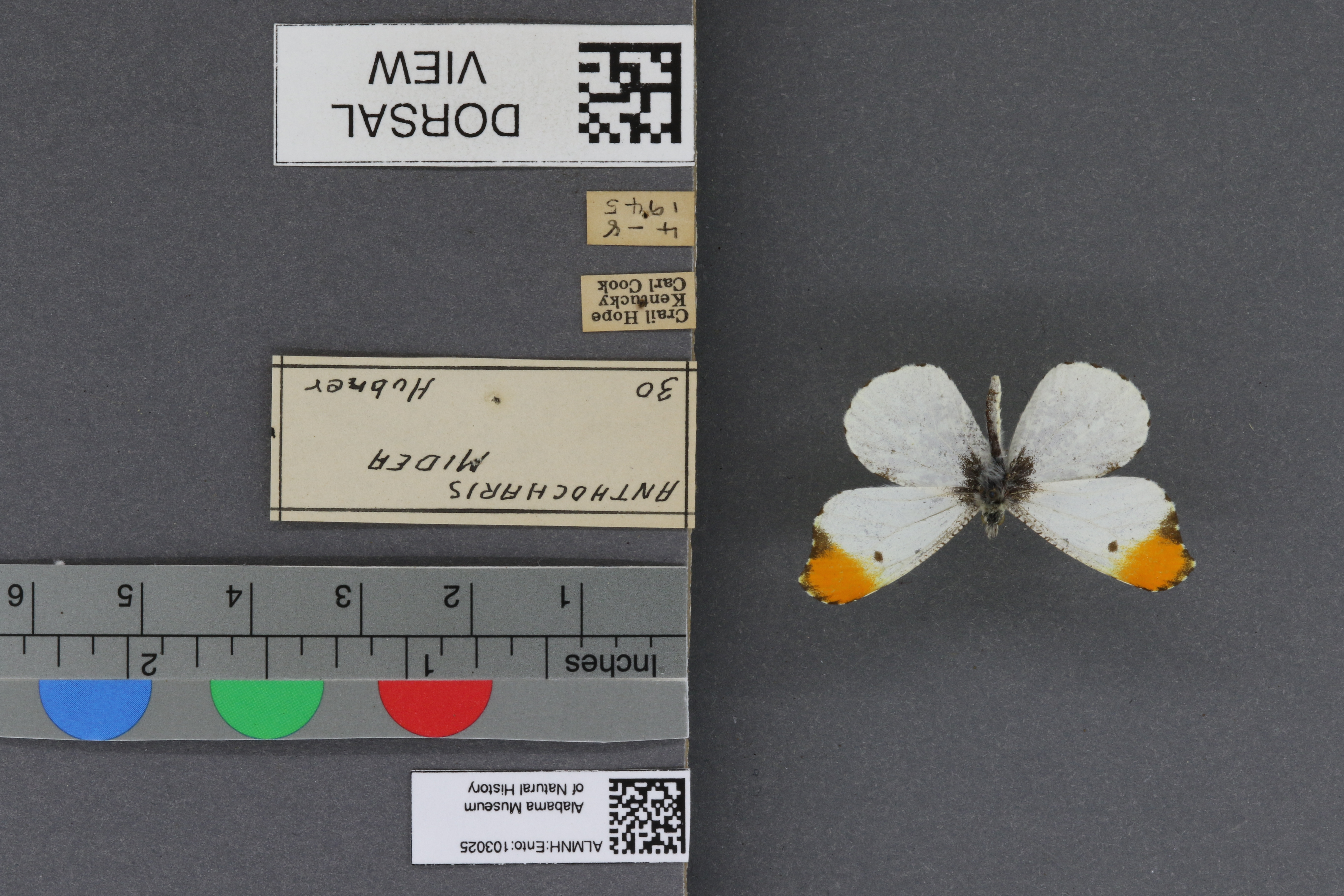 Specimen media