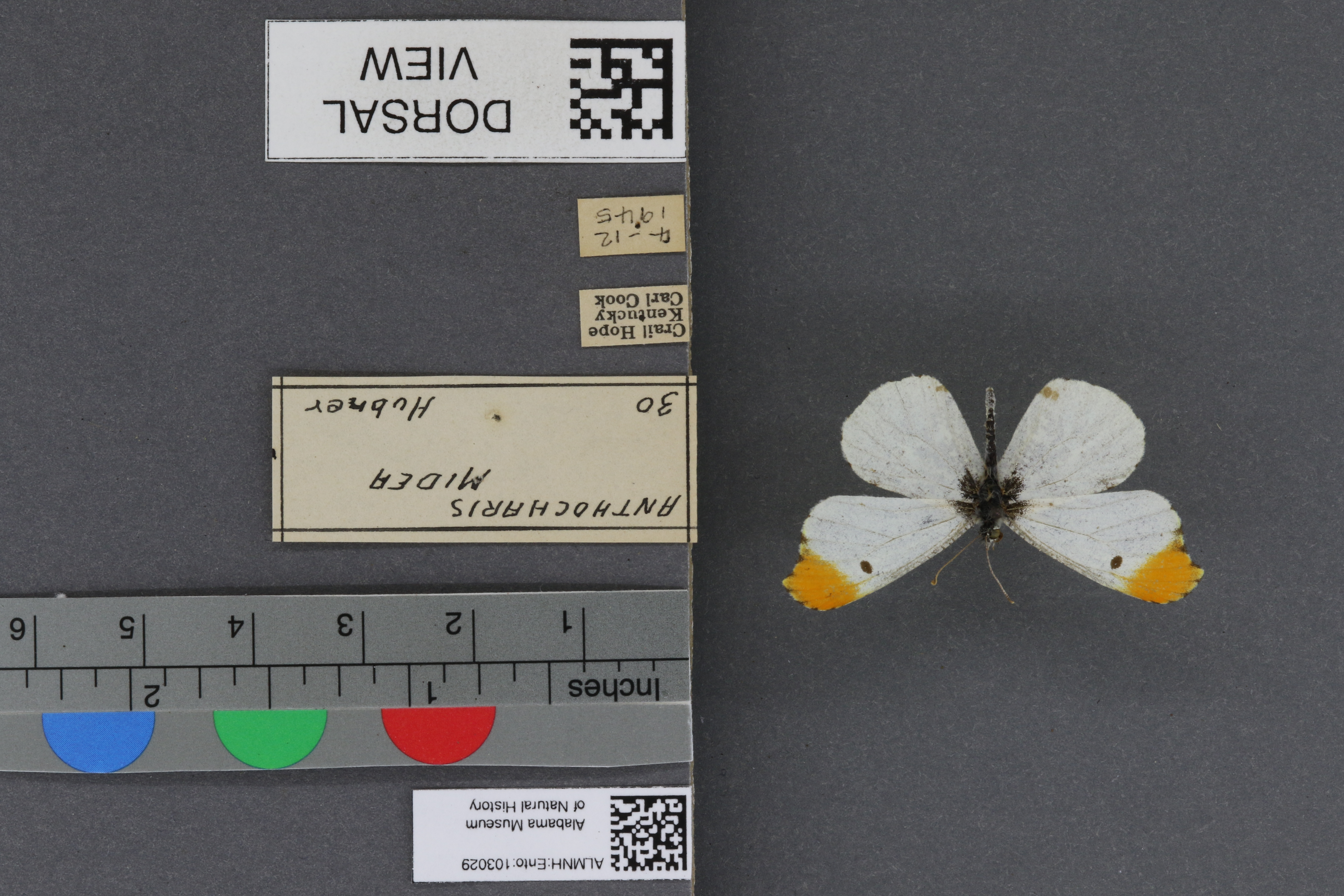 Specimen media