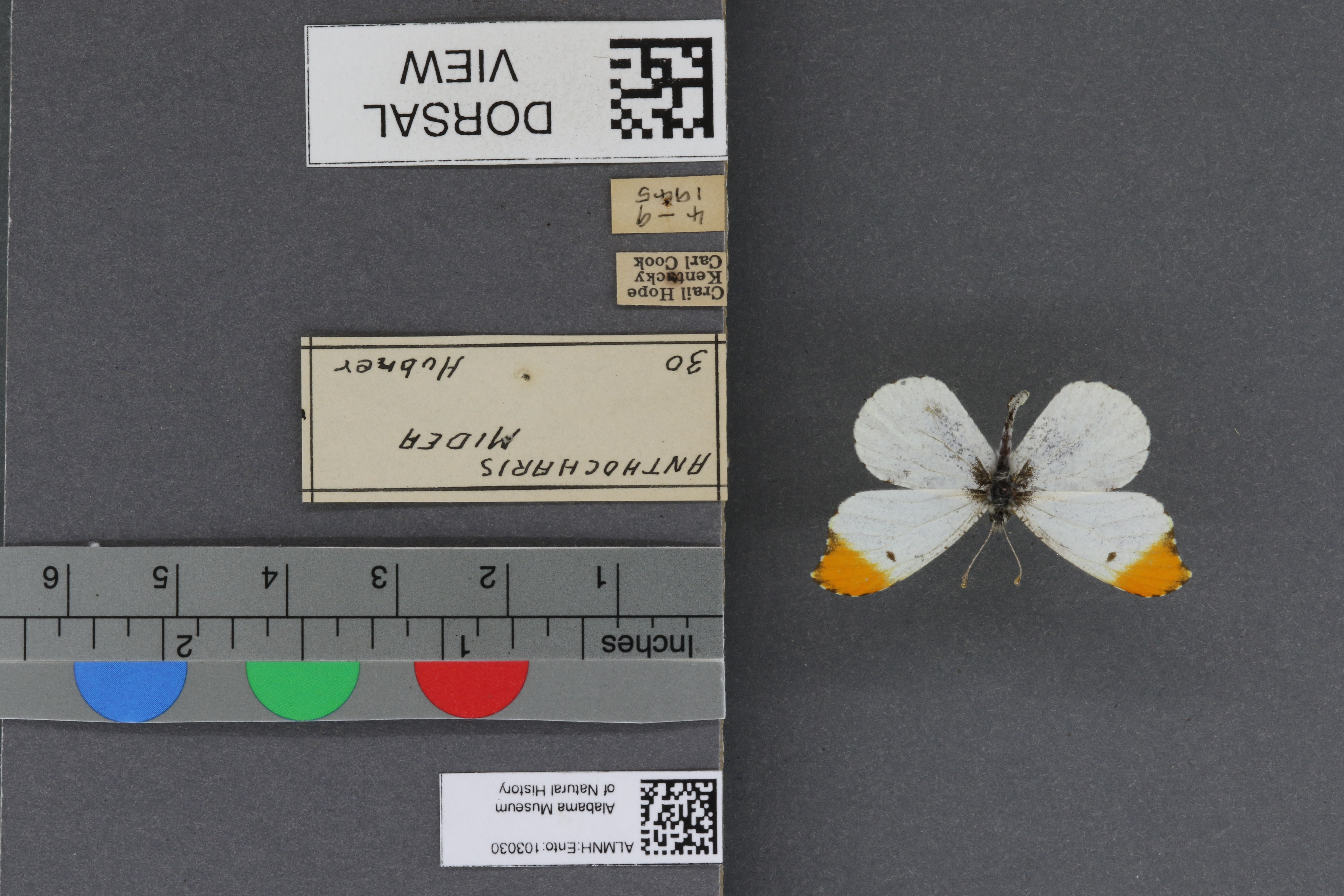 Specimen media