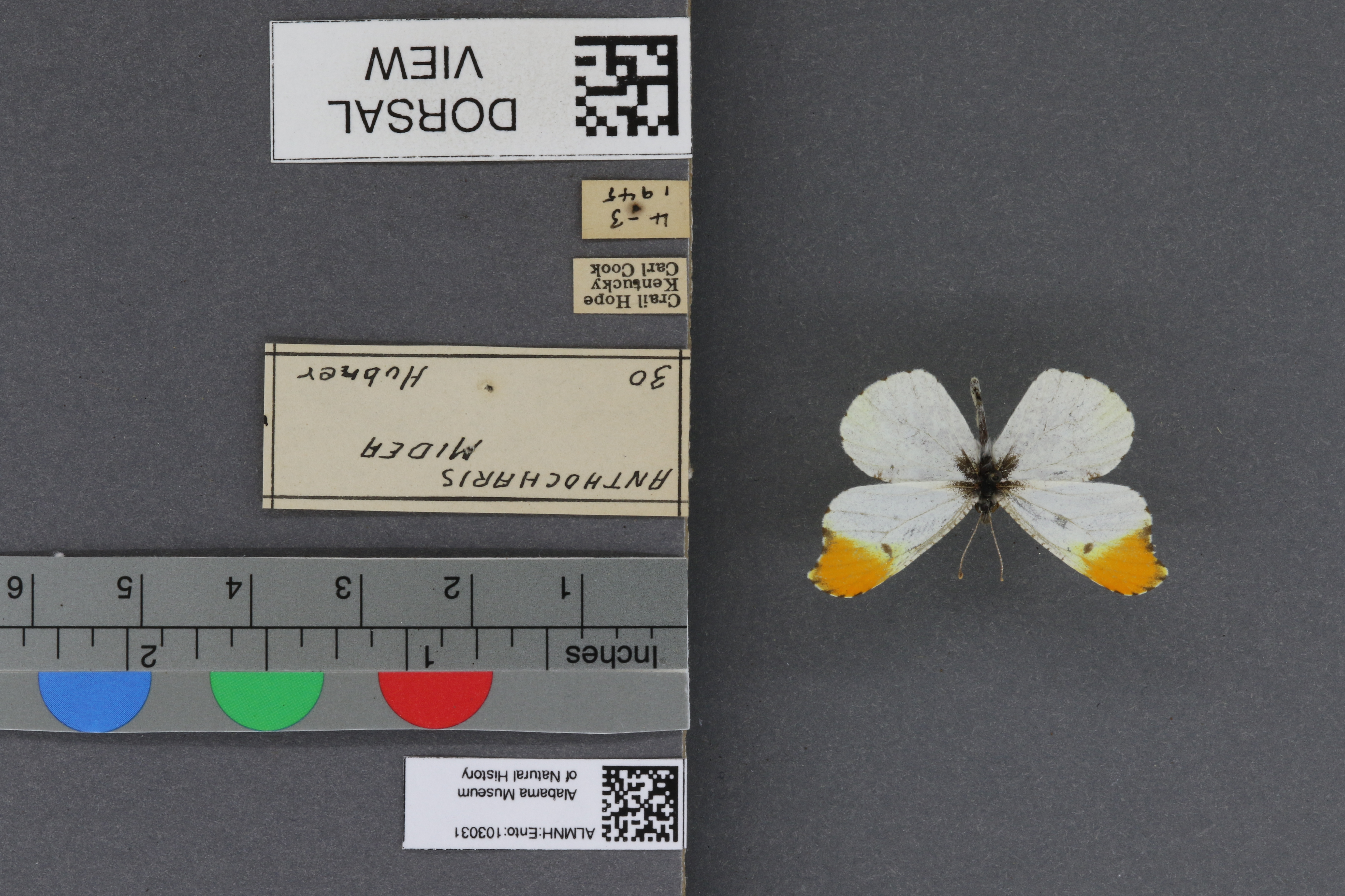Specimen media