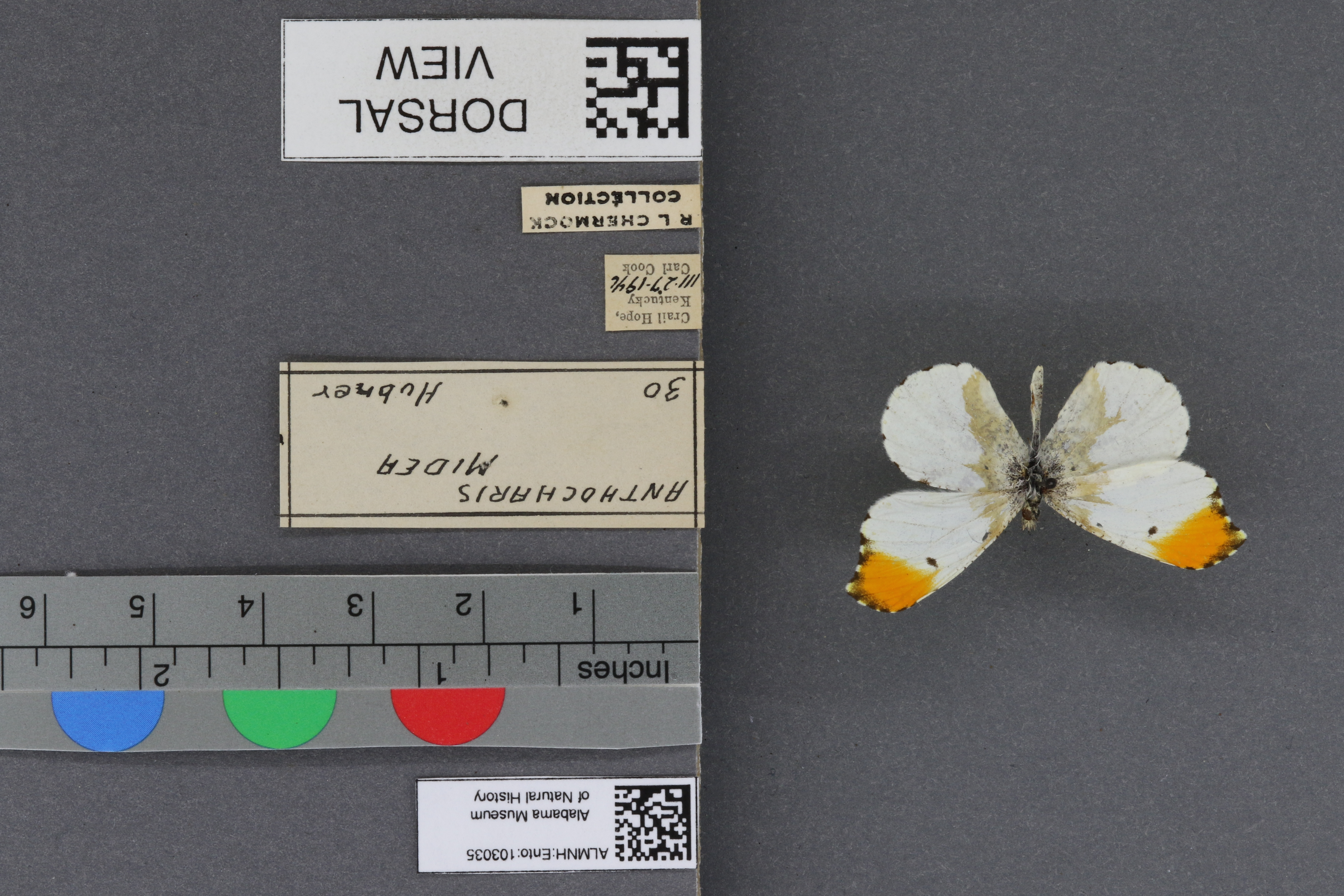 Specimen media