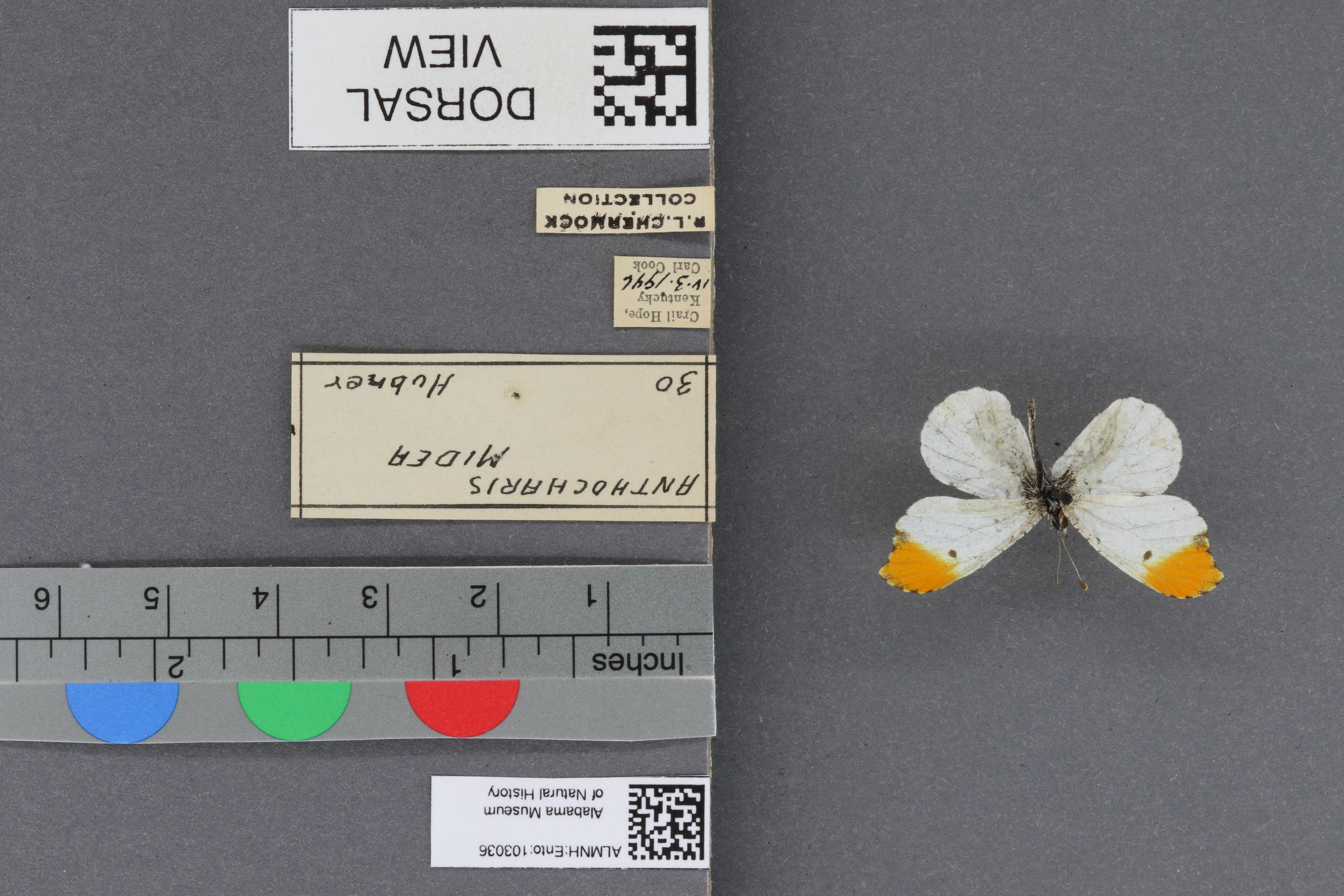 Specimen media