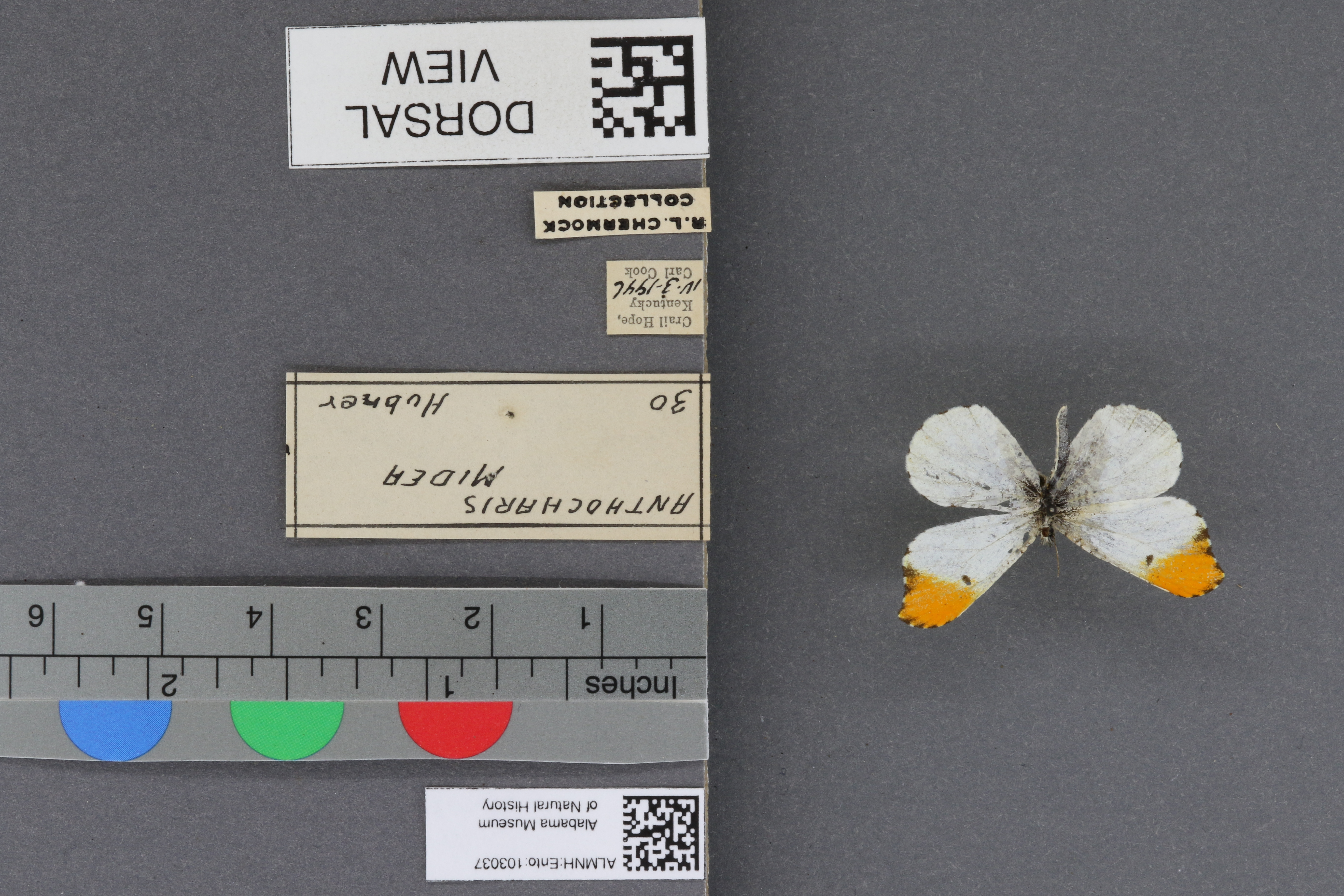 Specimen media