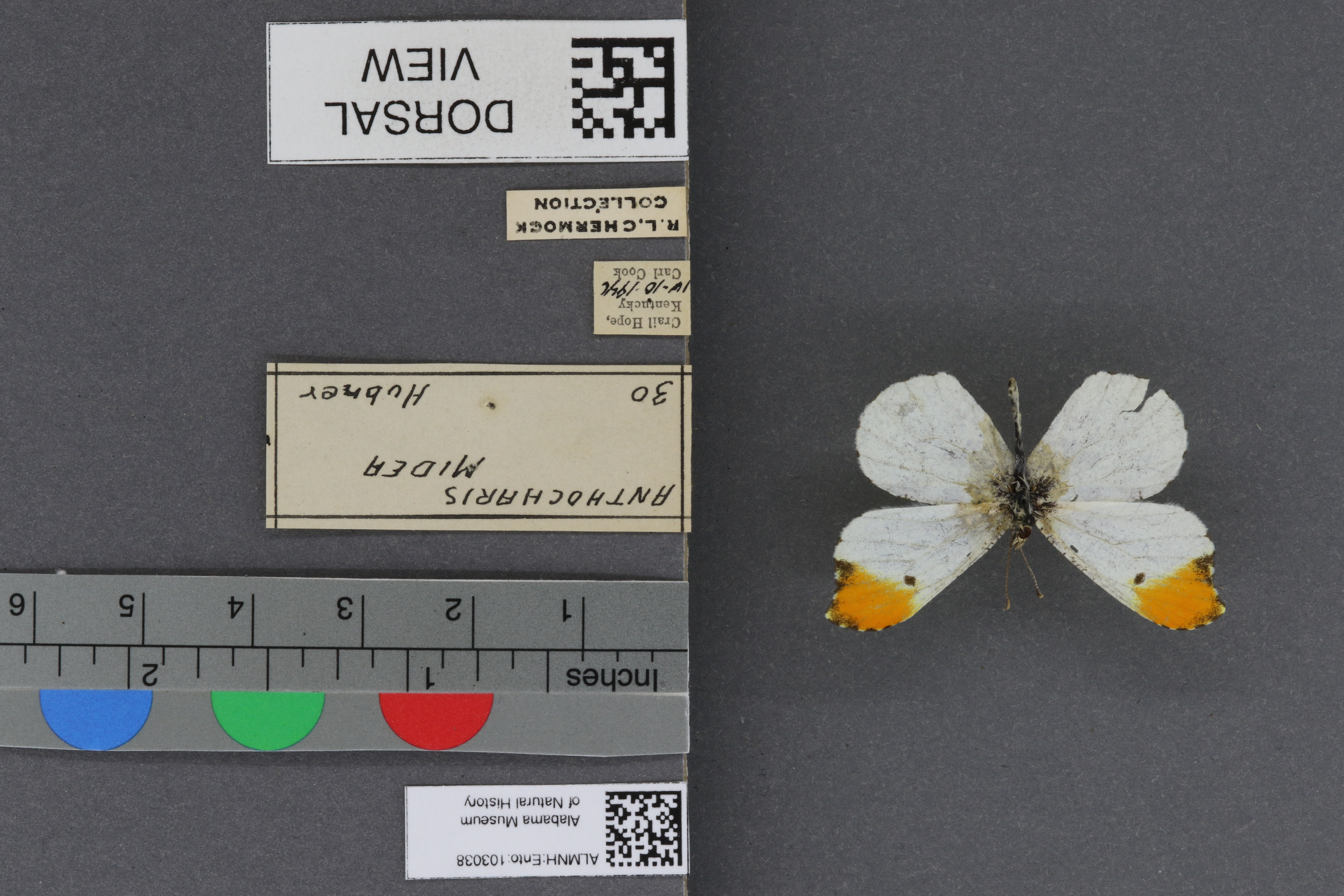 Specimen media