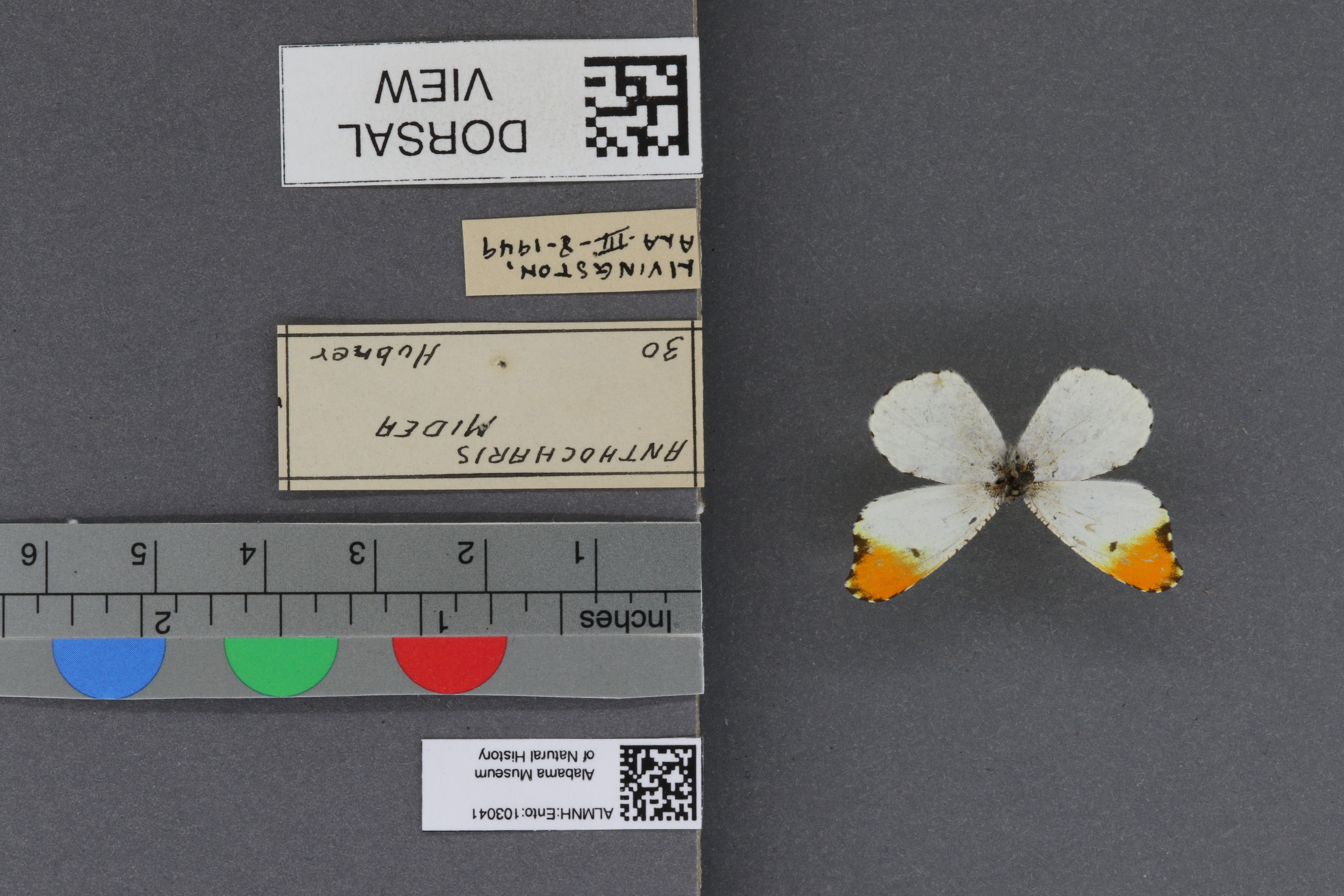 Specimen media