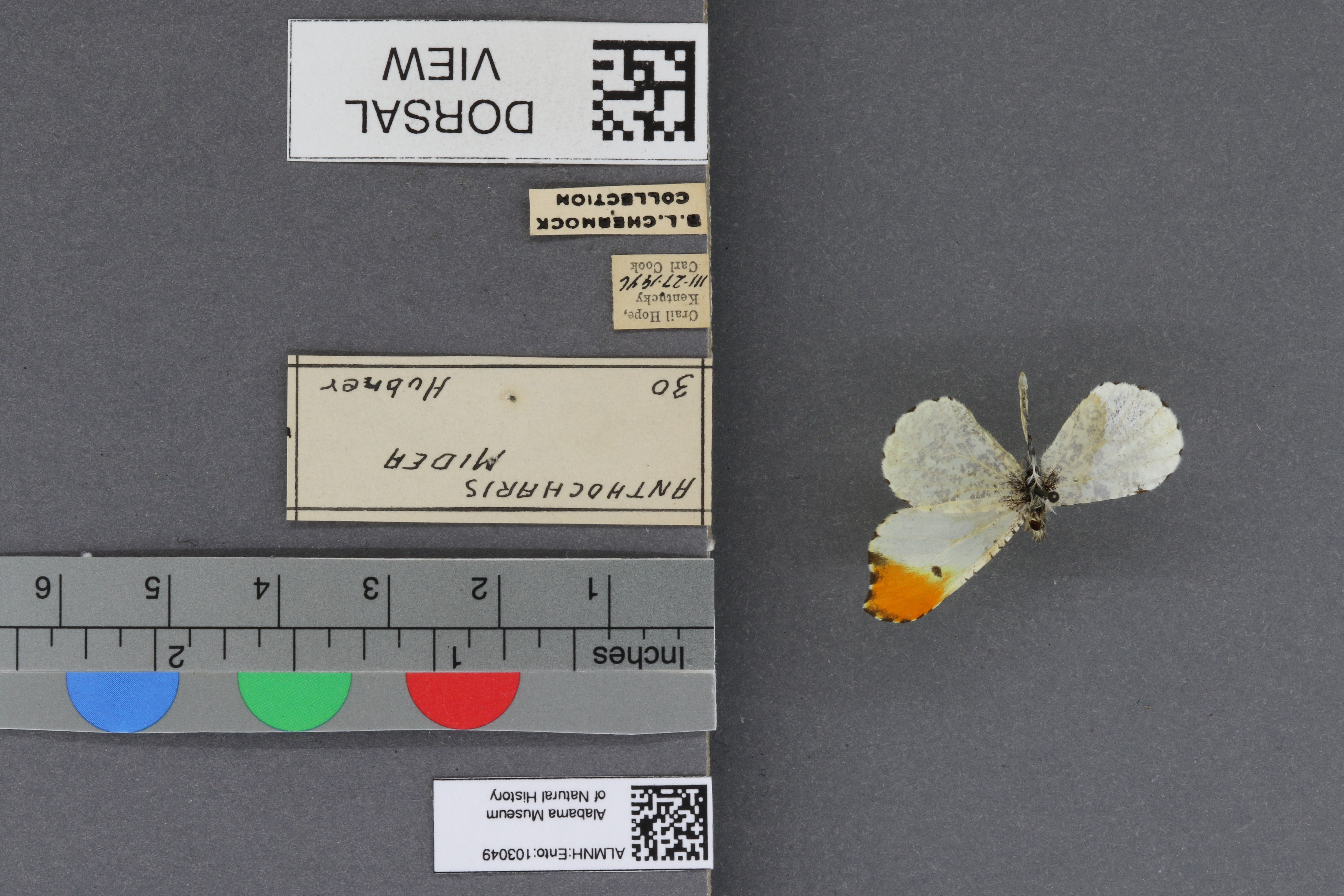 Specimen media