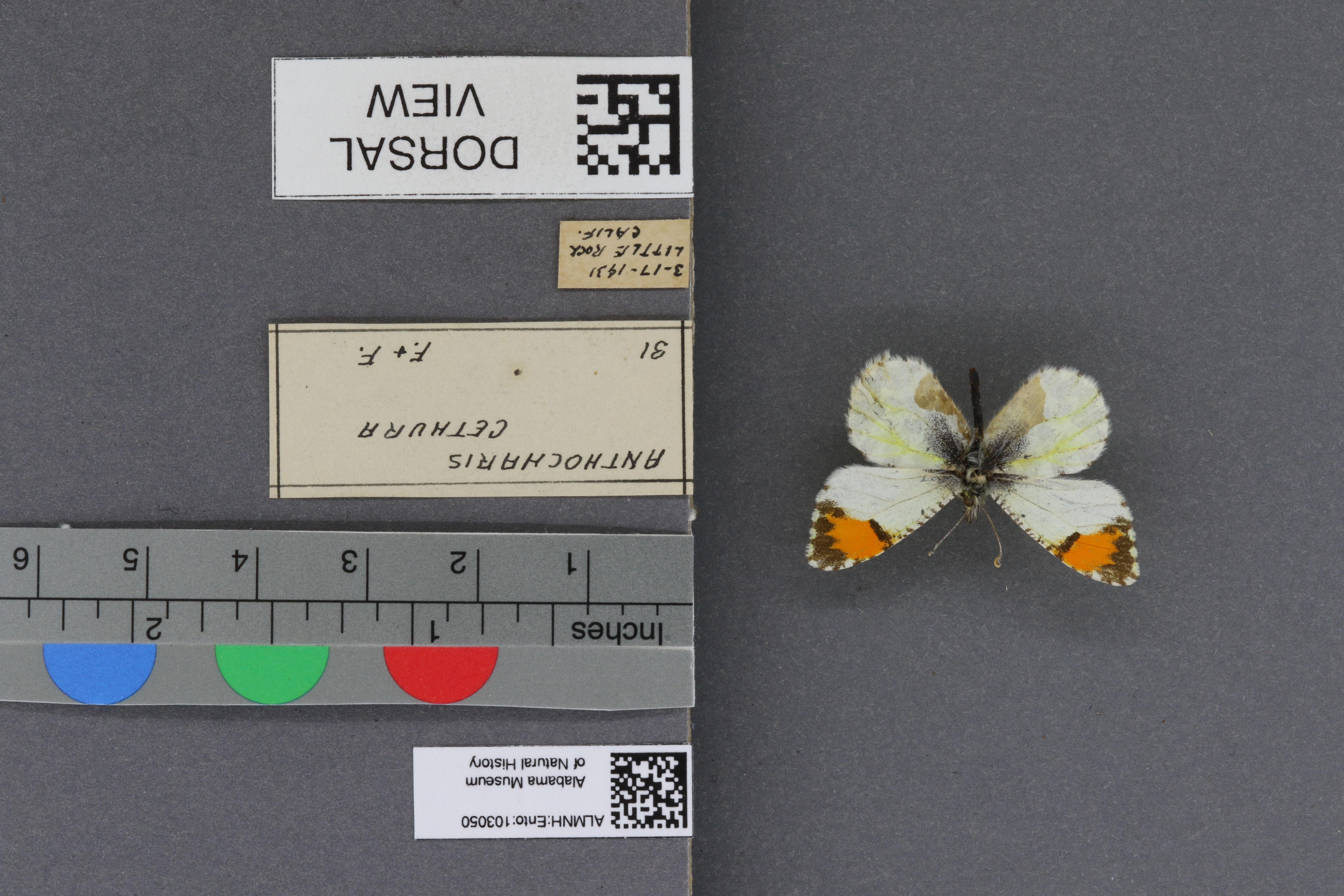 Specimen media