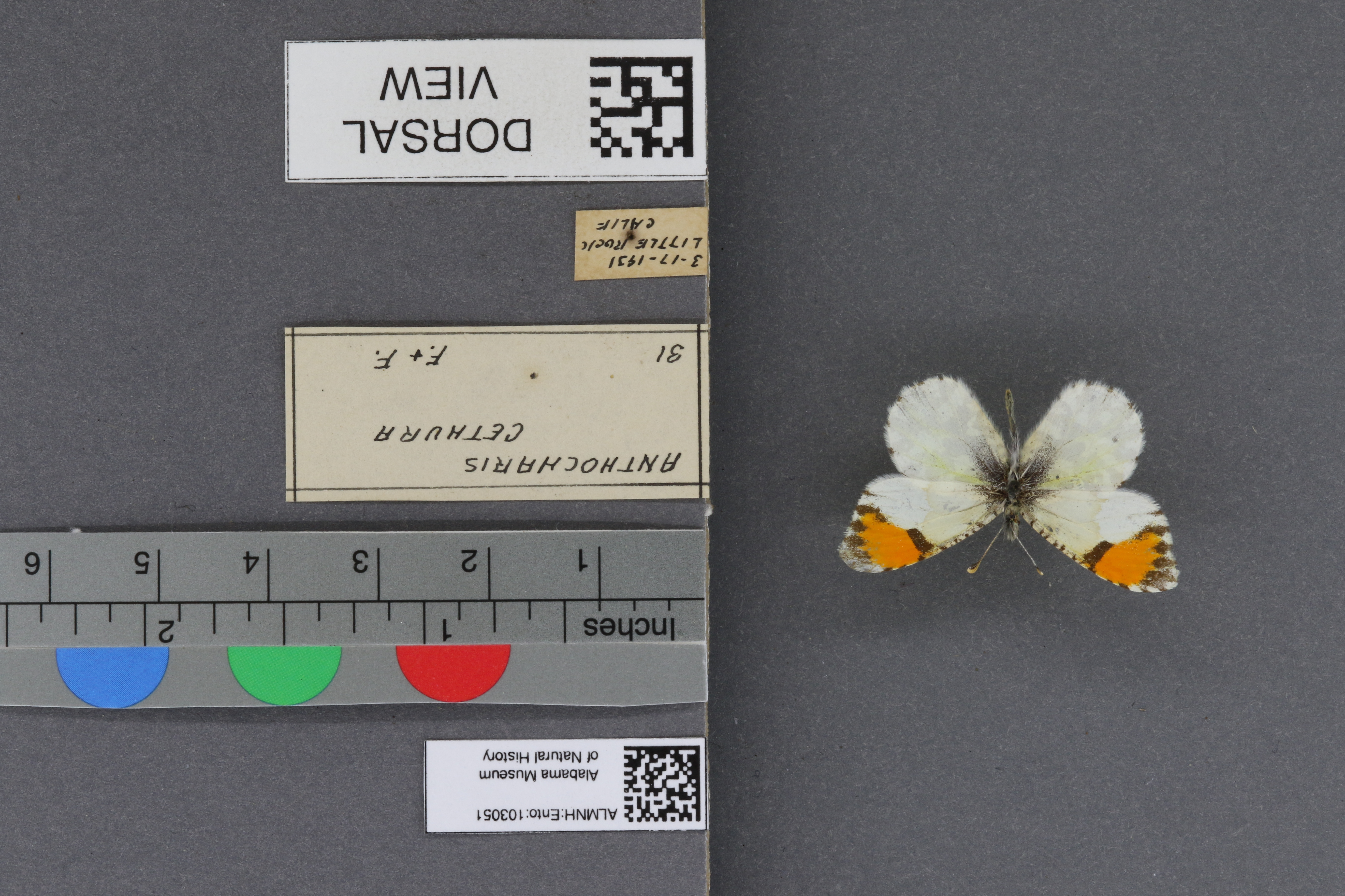 Specimen media