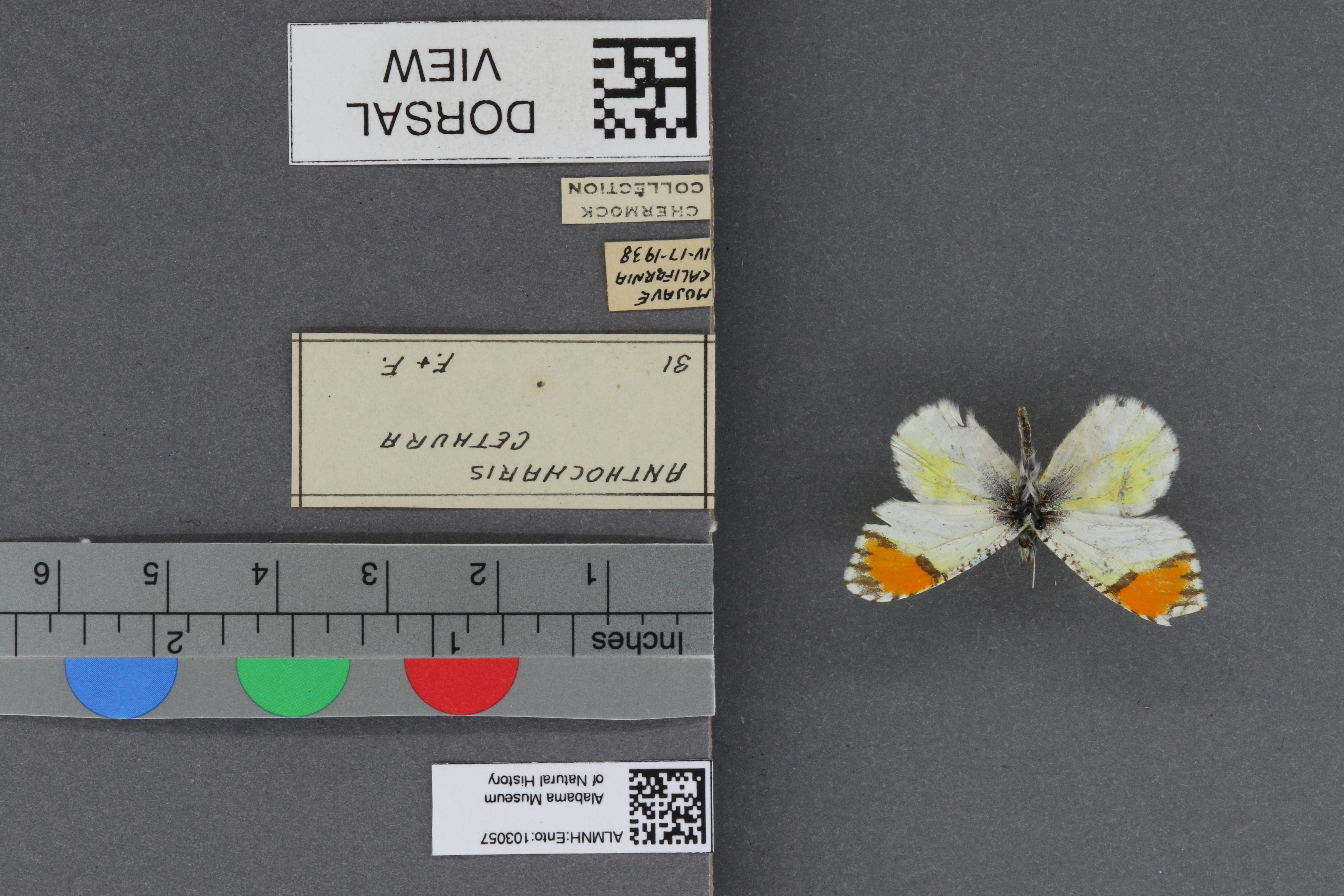 Specimen media
