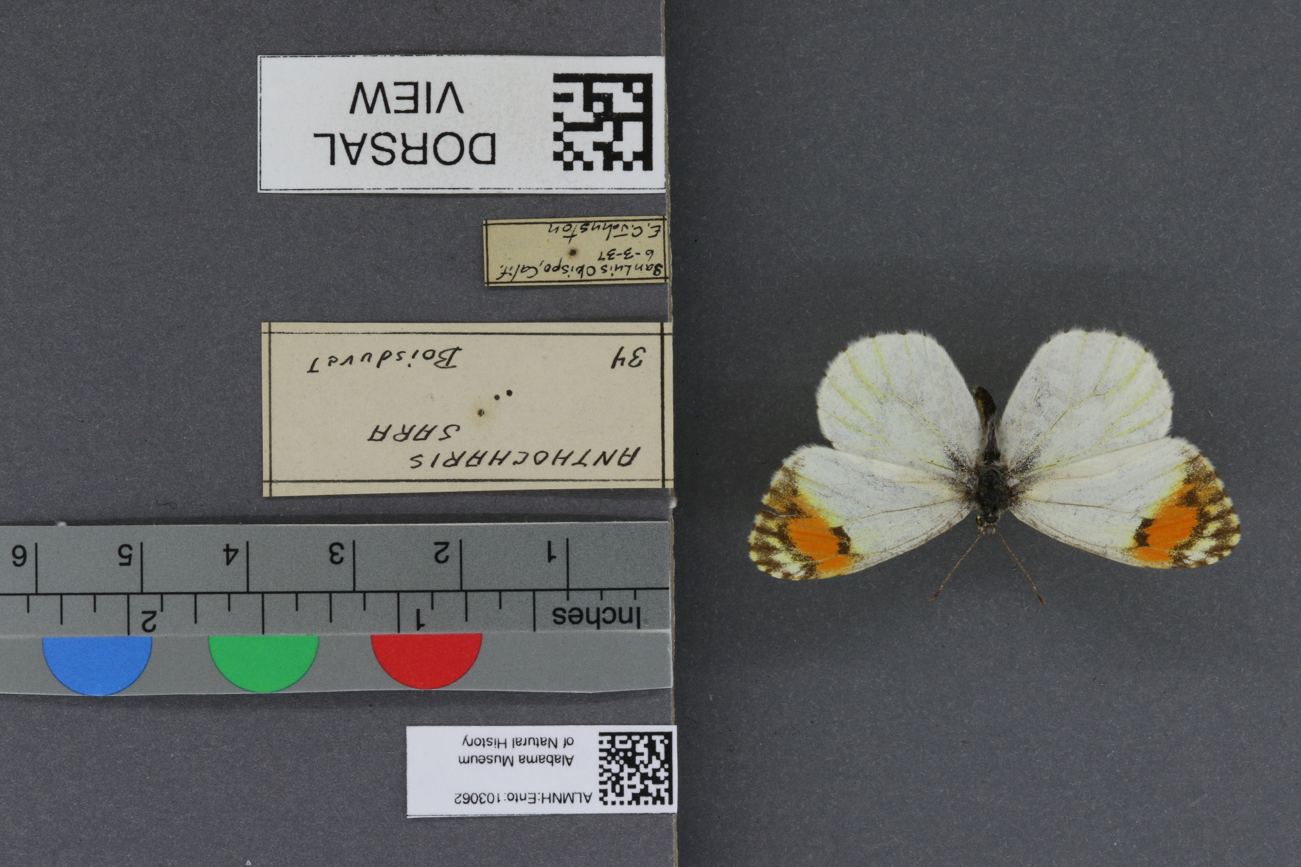 Specimen media