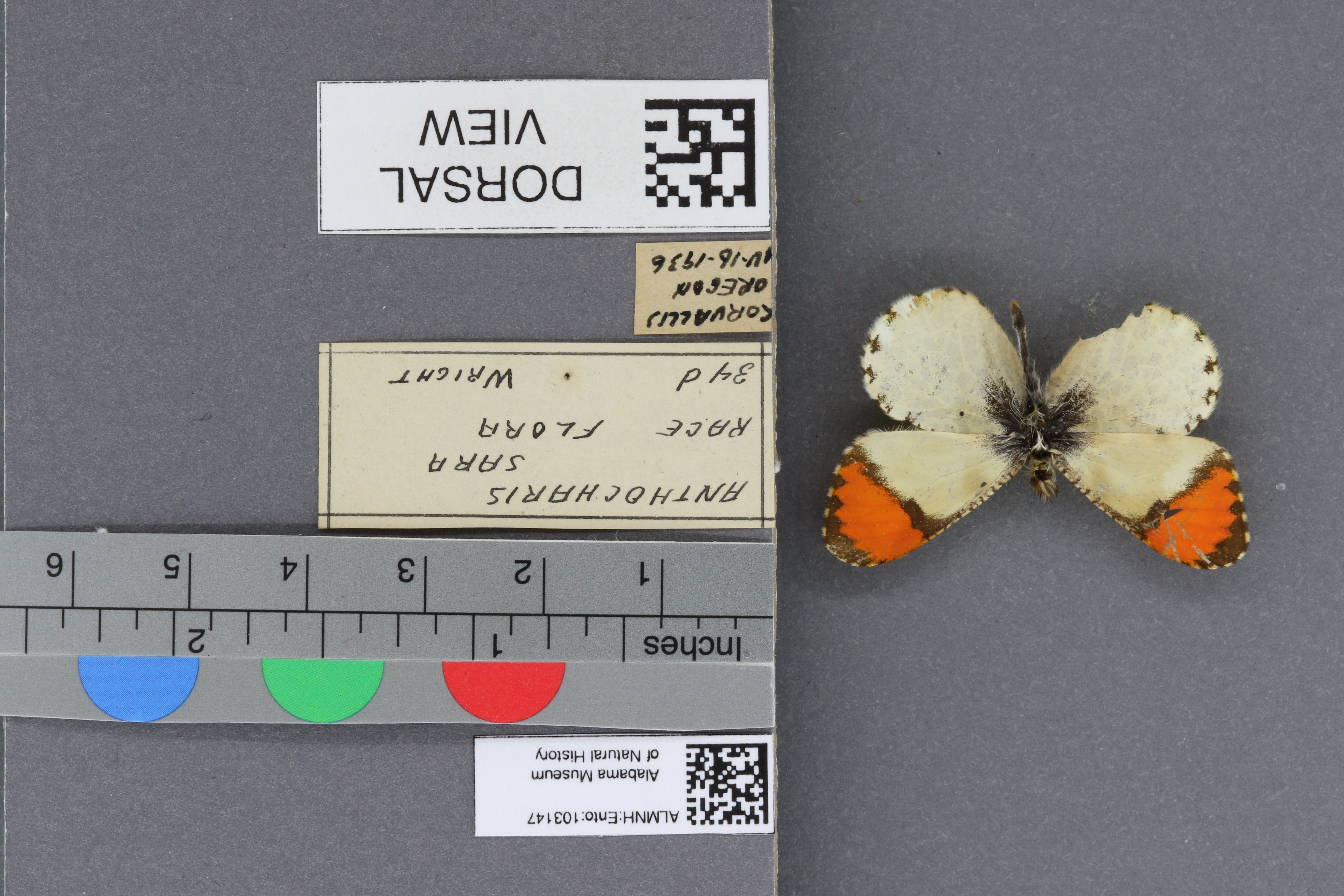 Specimen media