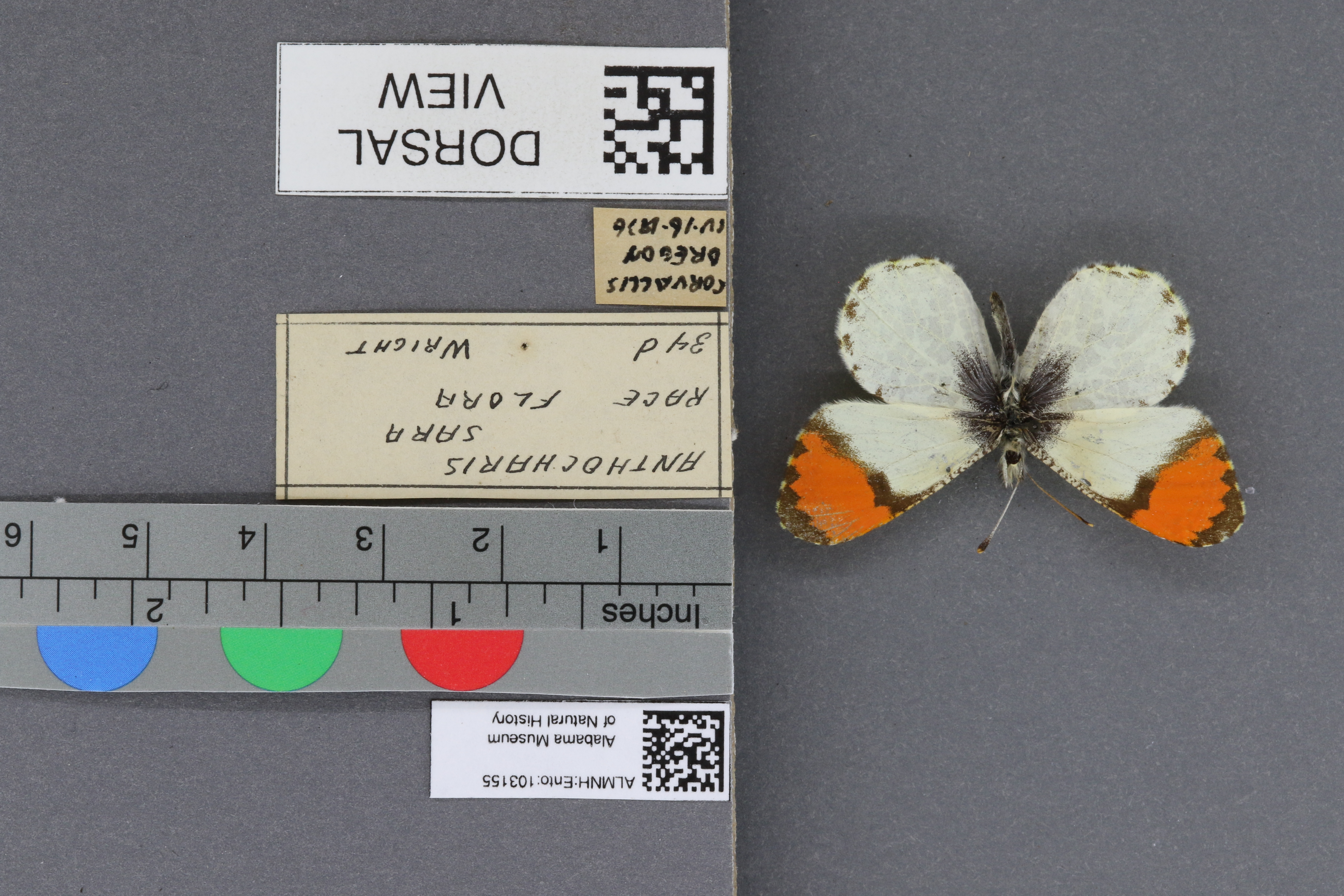 Specimen media