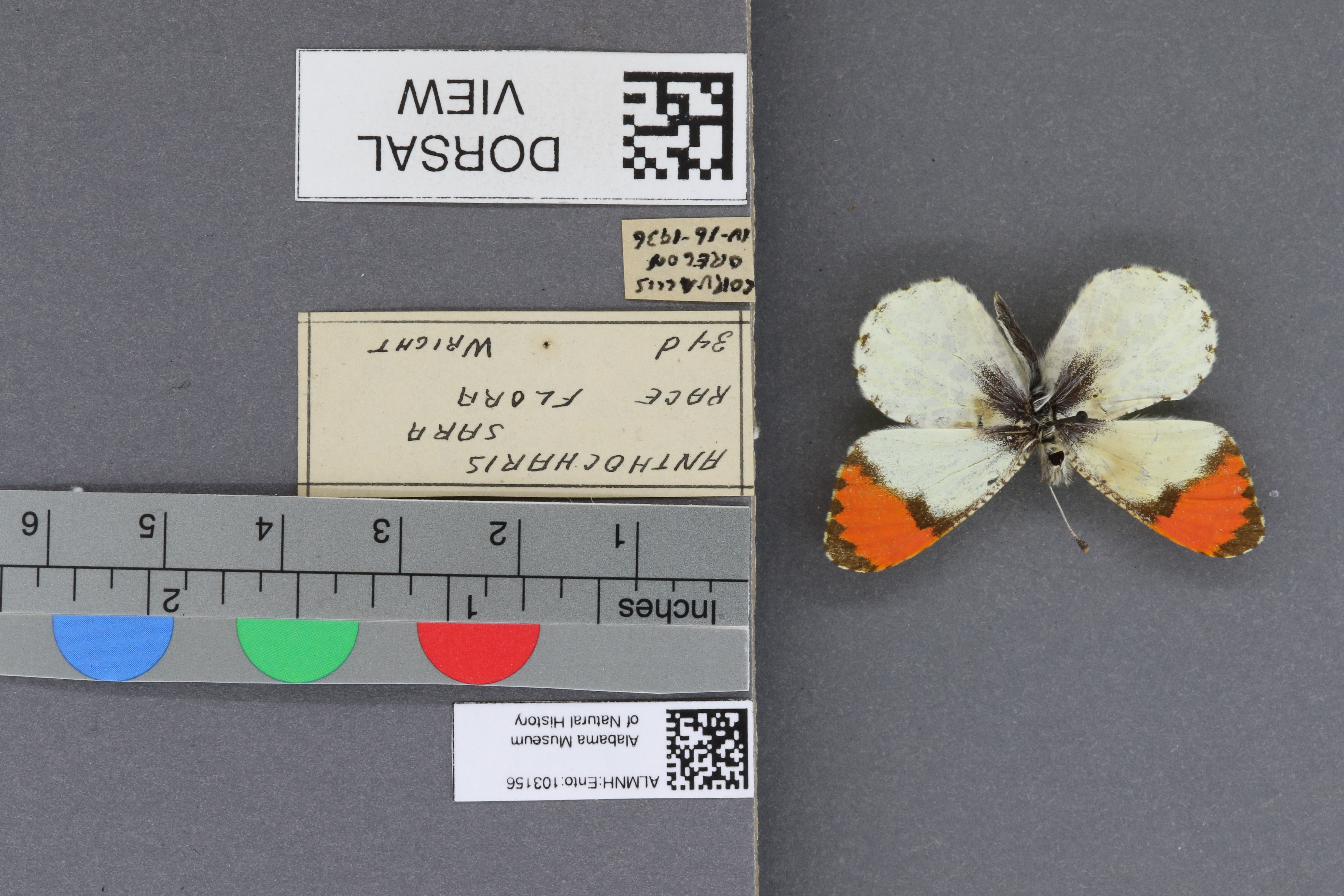 Specimen media