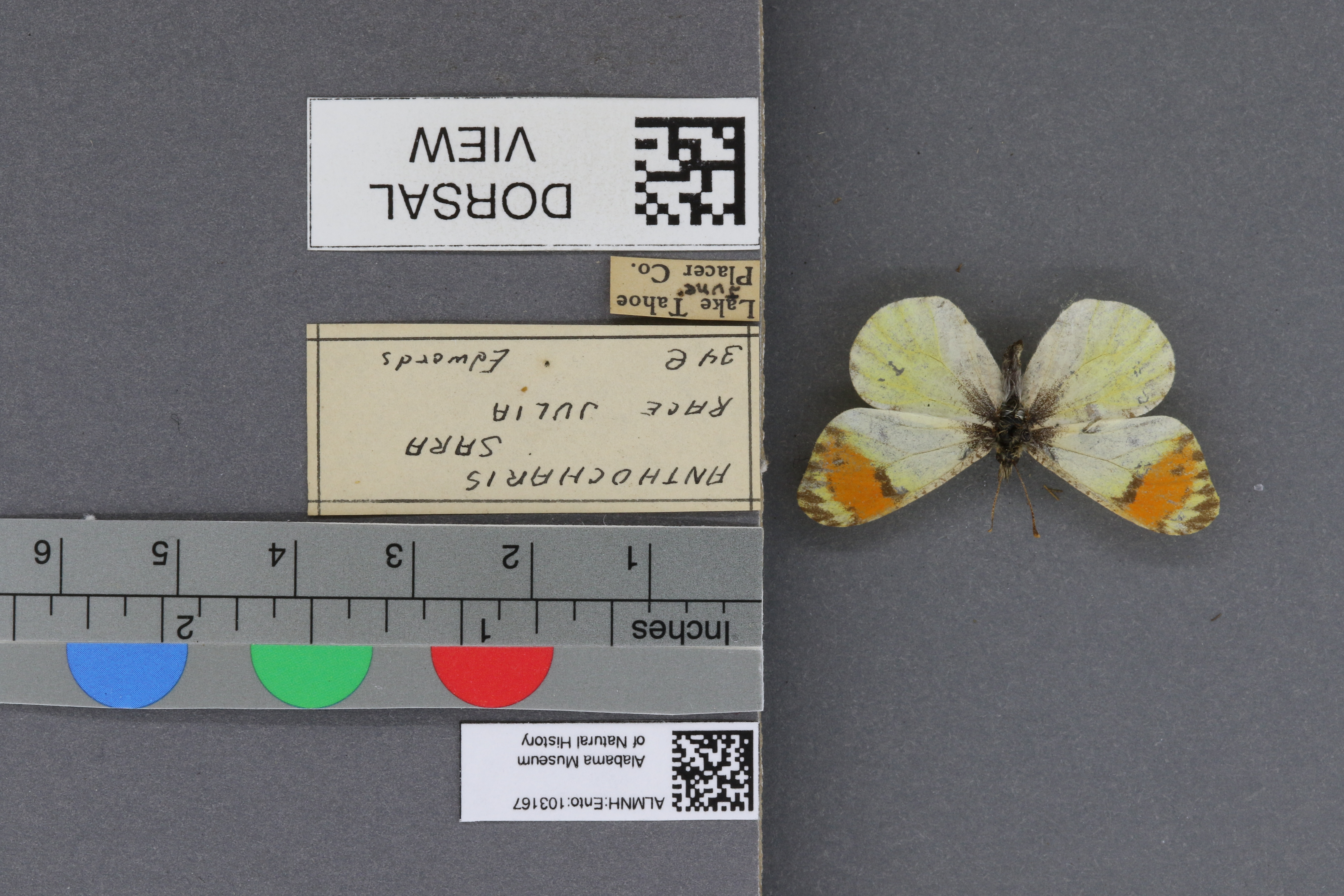 Specimen media