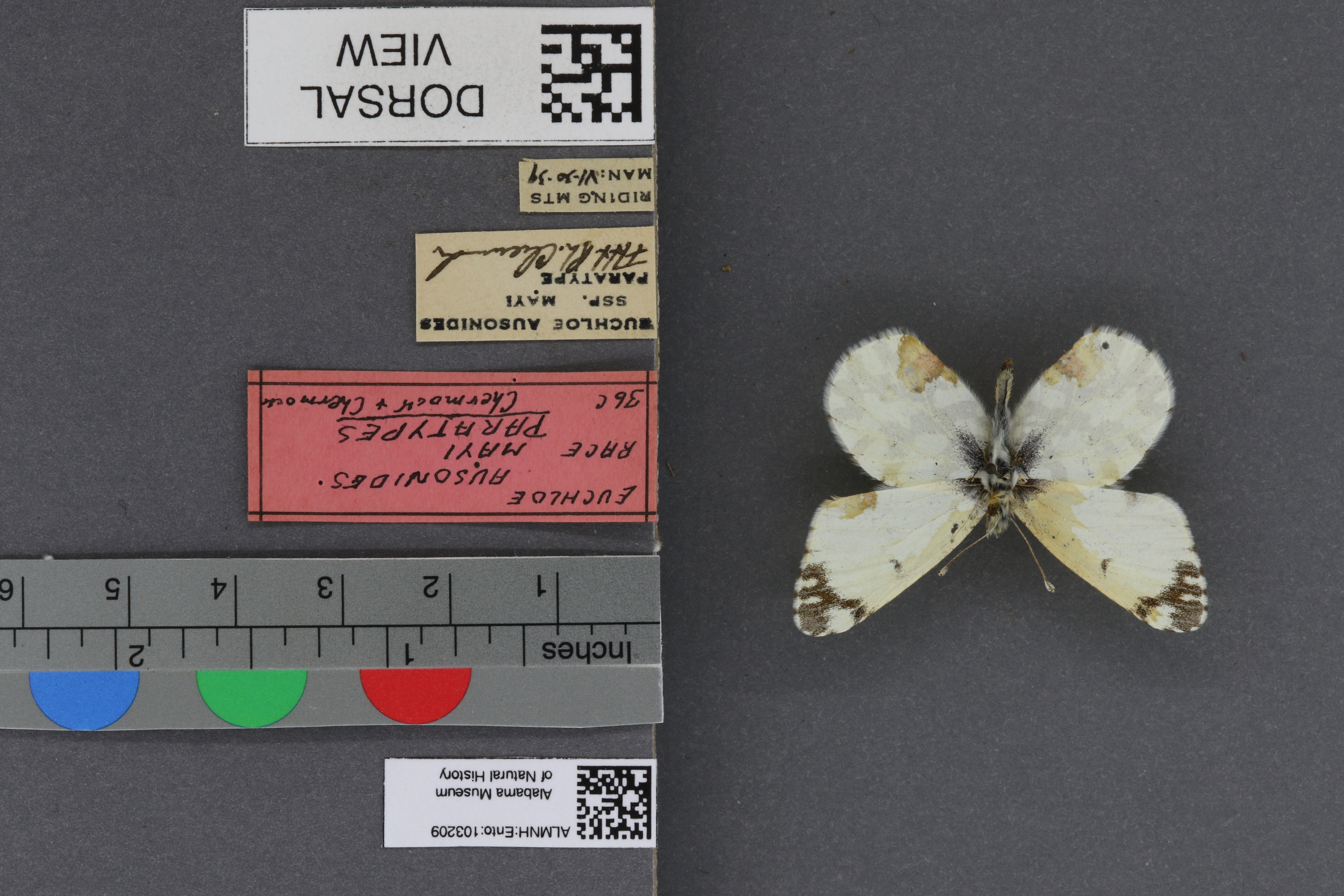 Specimen media