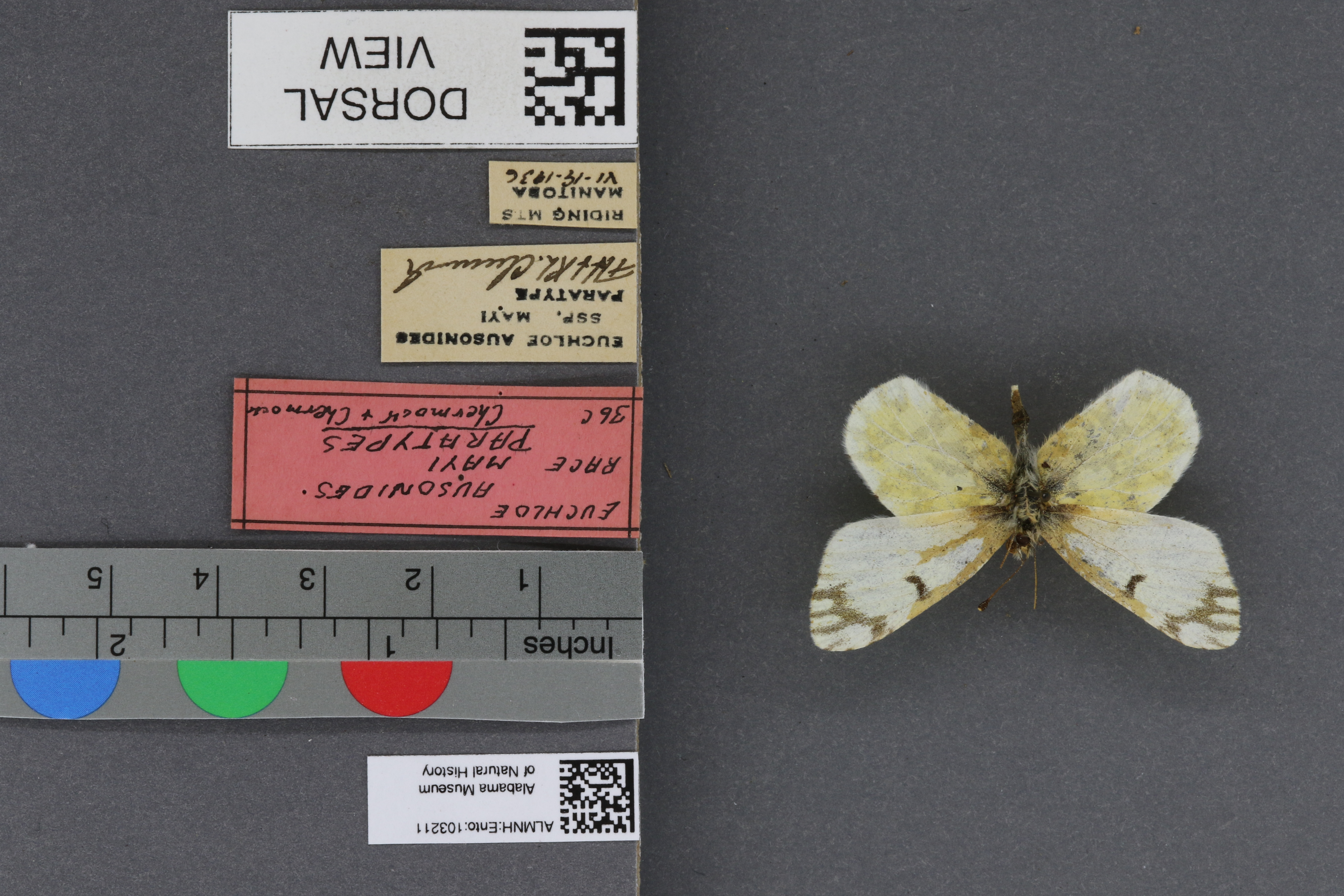 Specimen media