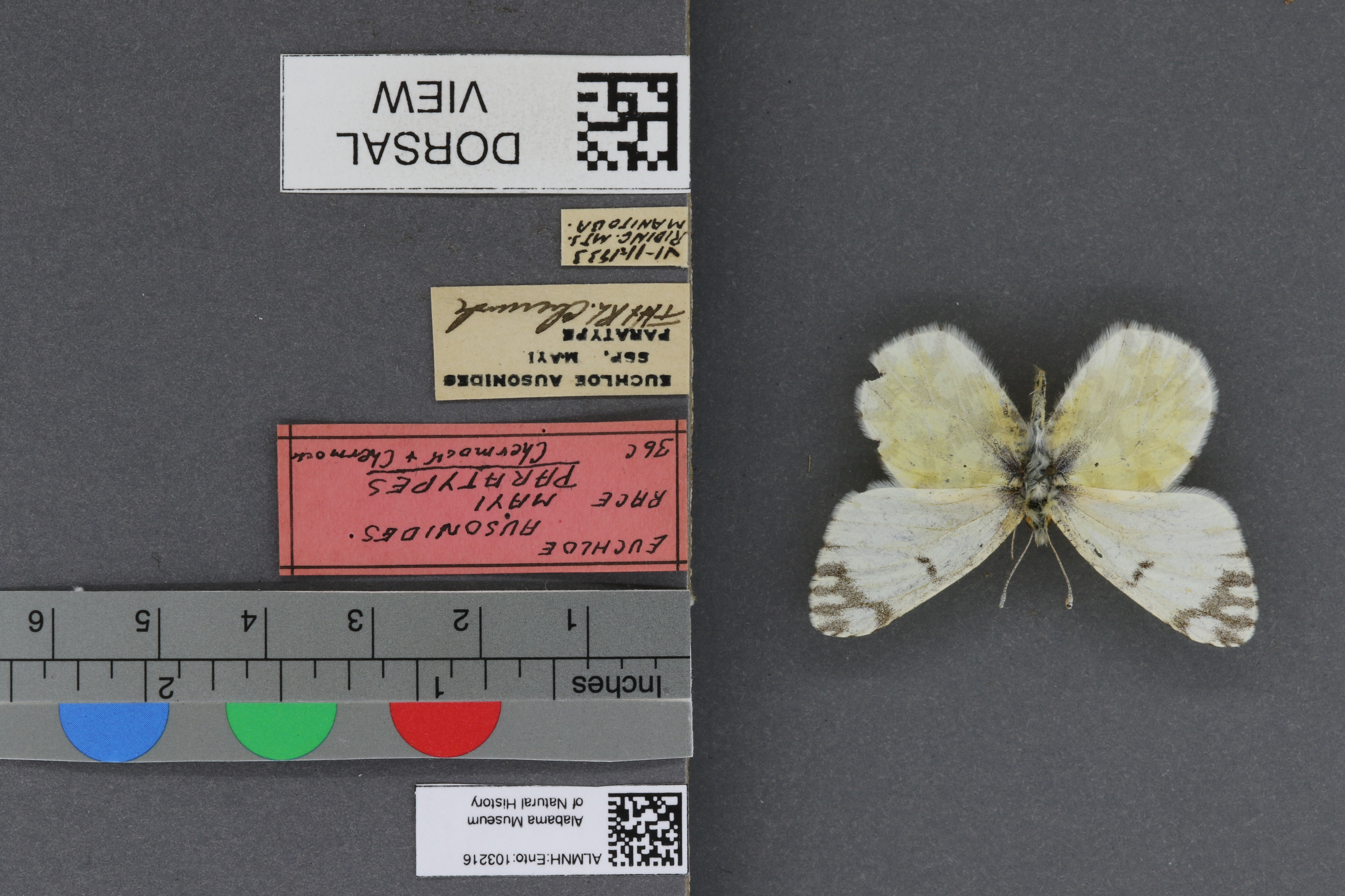 Specimen media