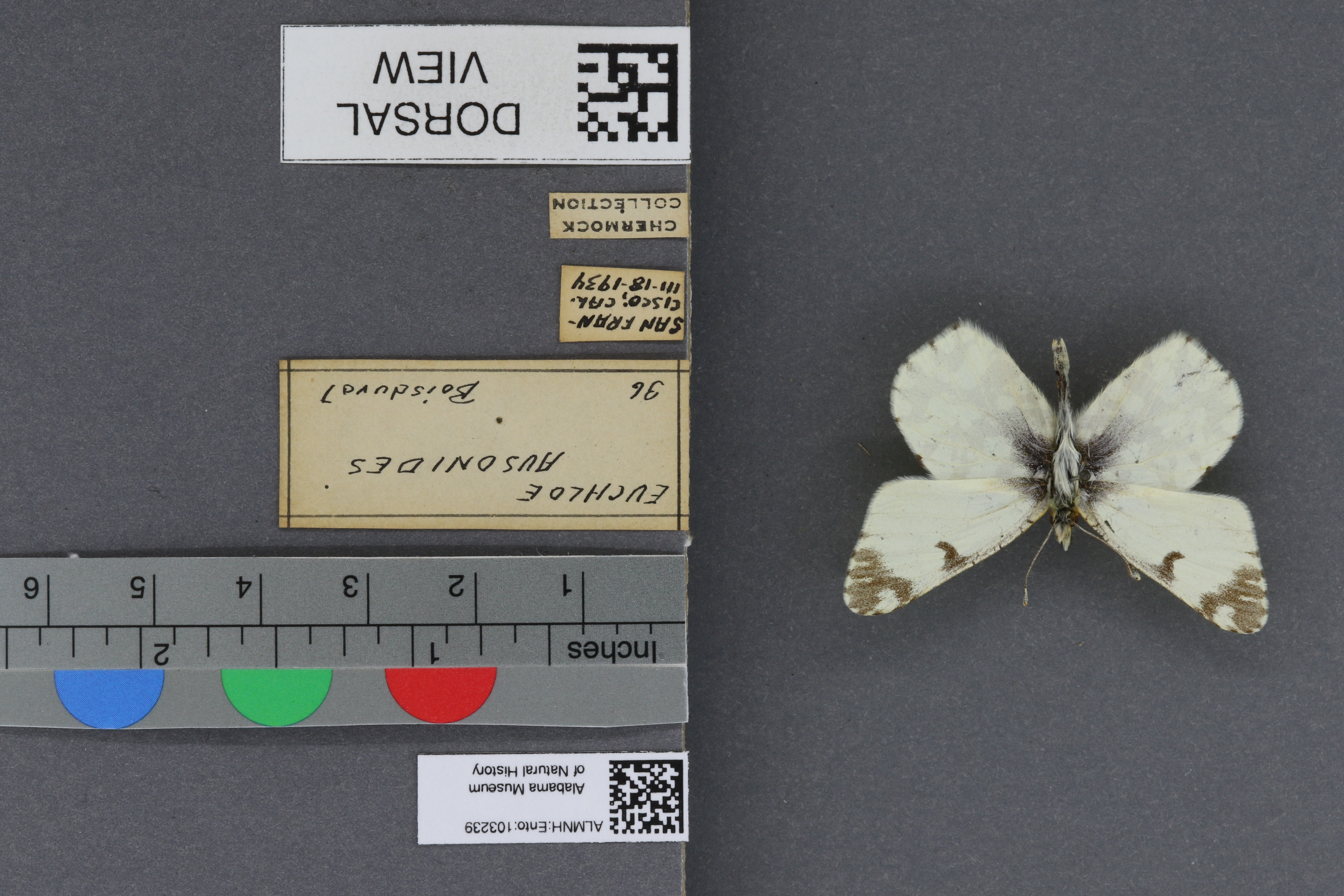 Specimen media