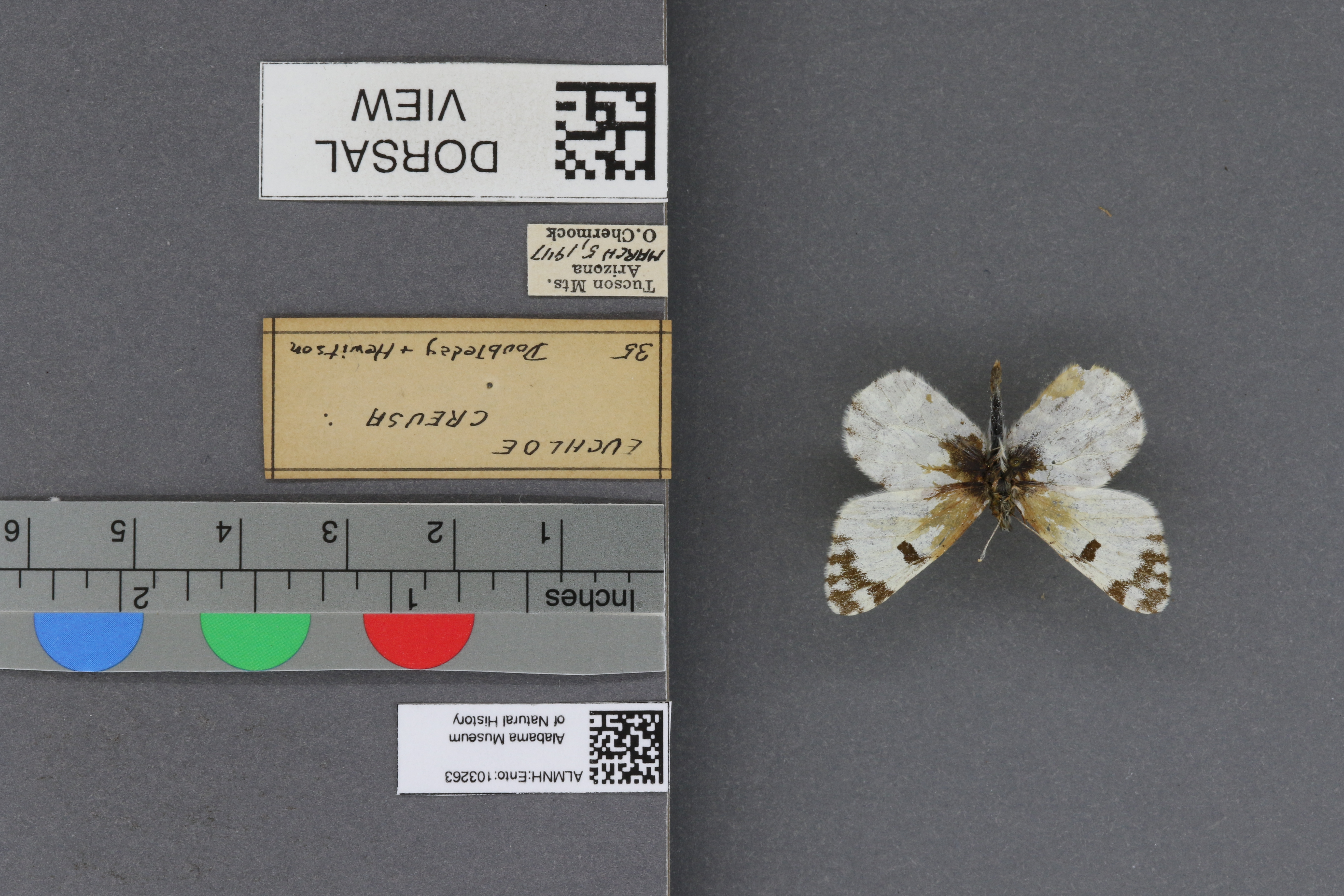 Euchloe creusa