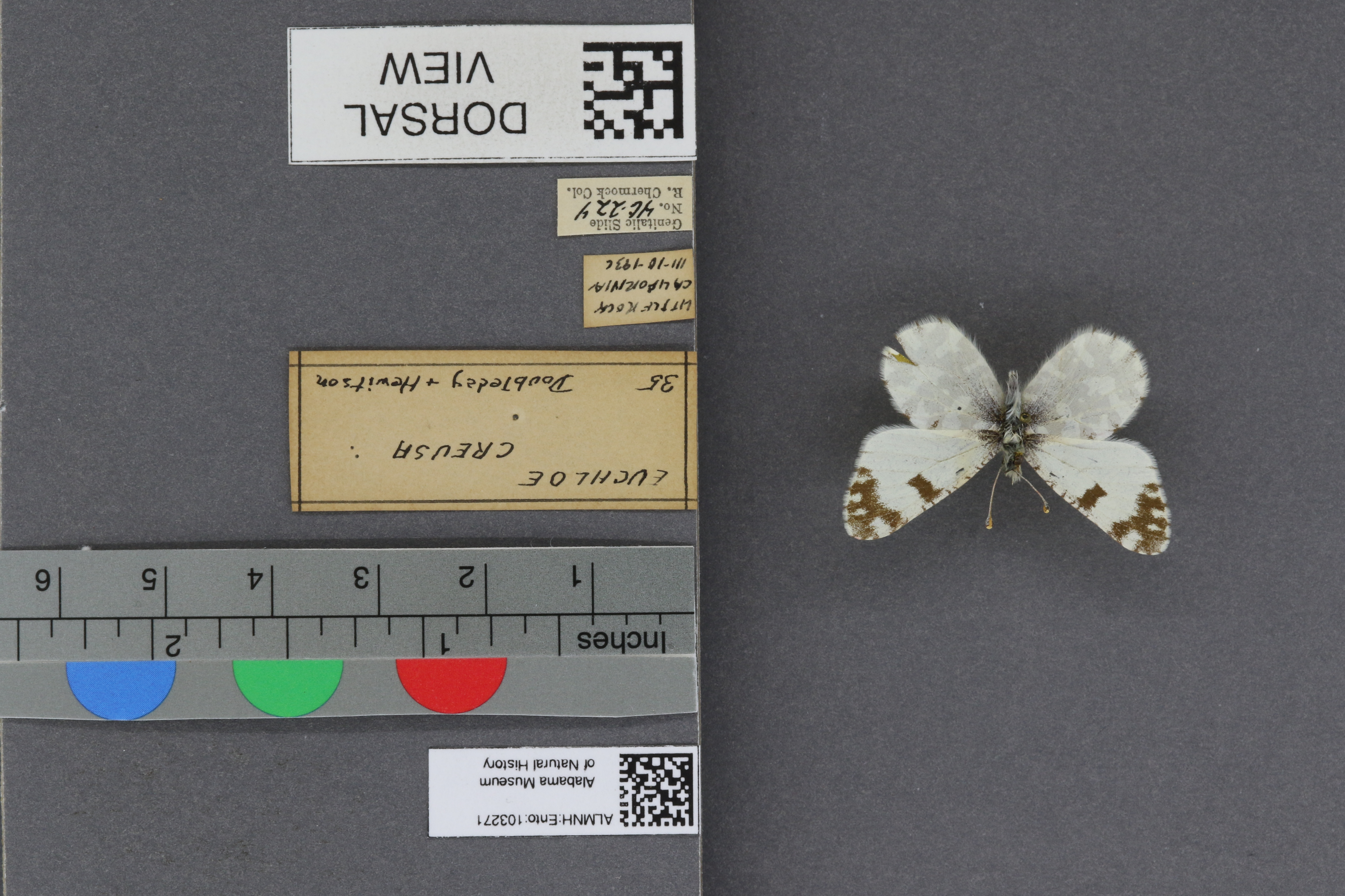 Specimen media