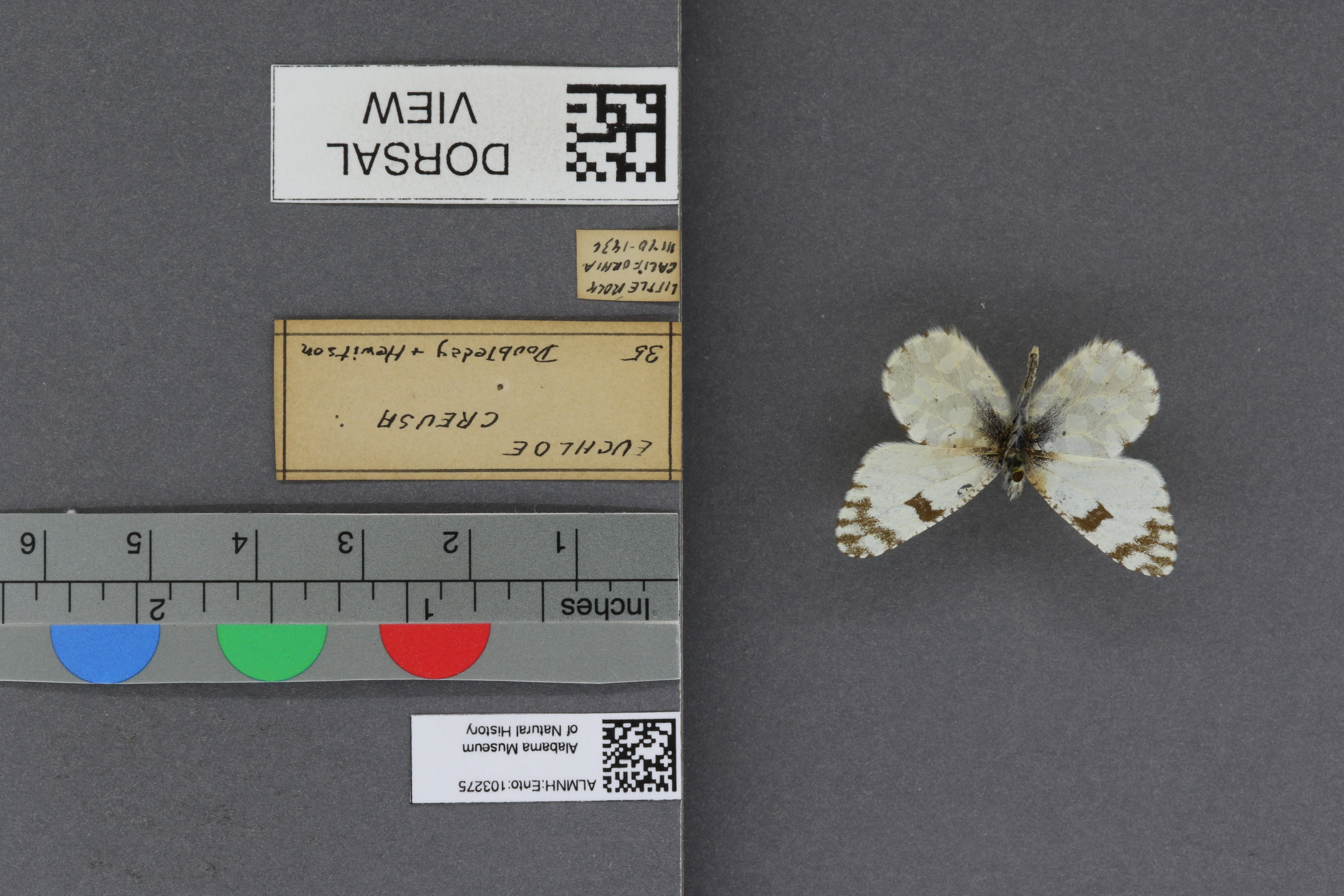 Specimen media