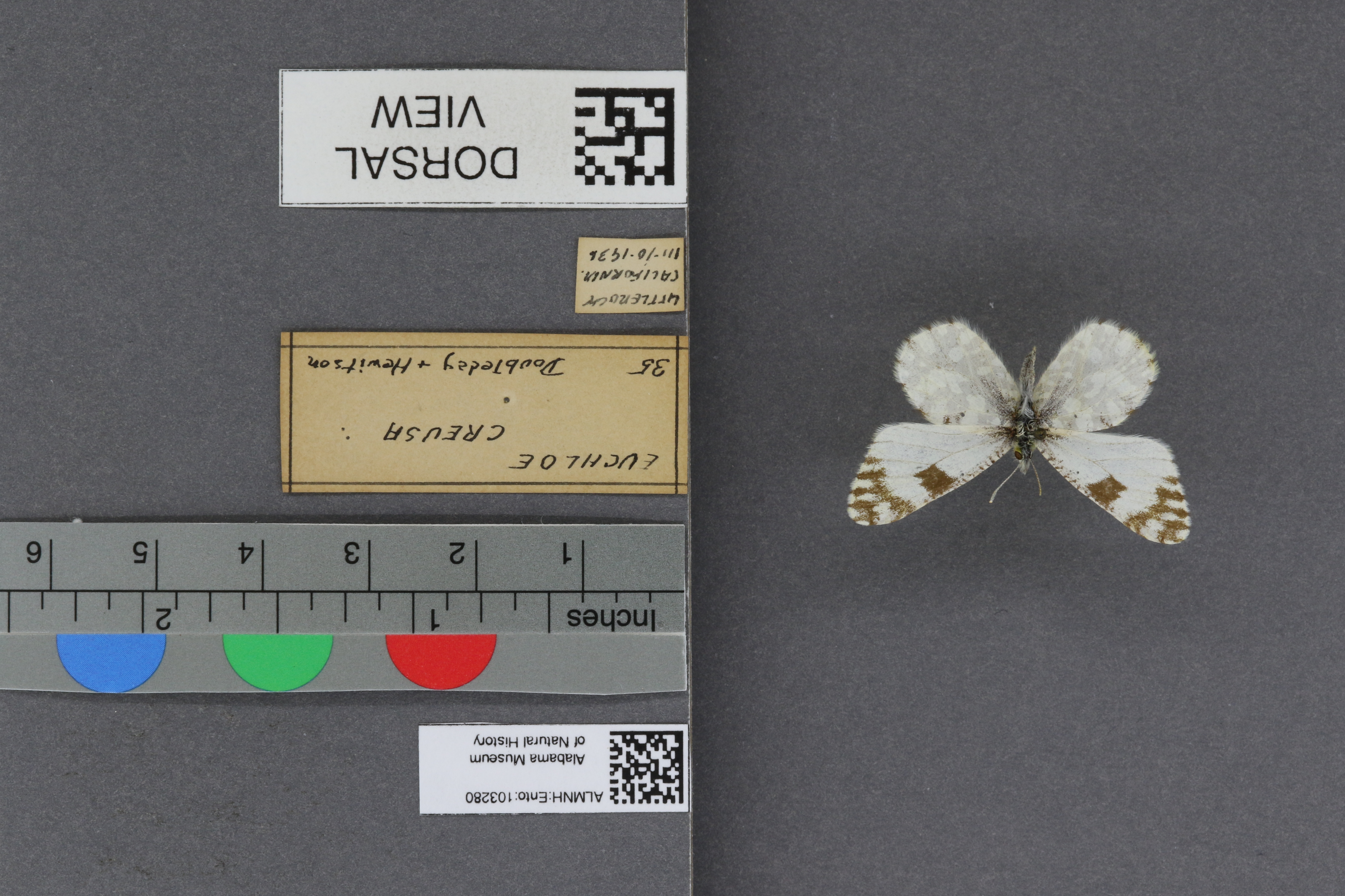 Specimen media