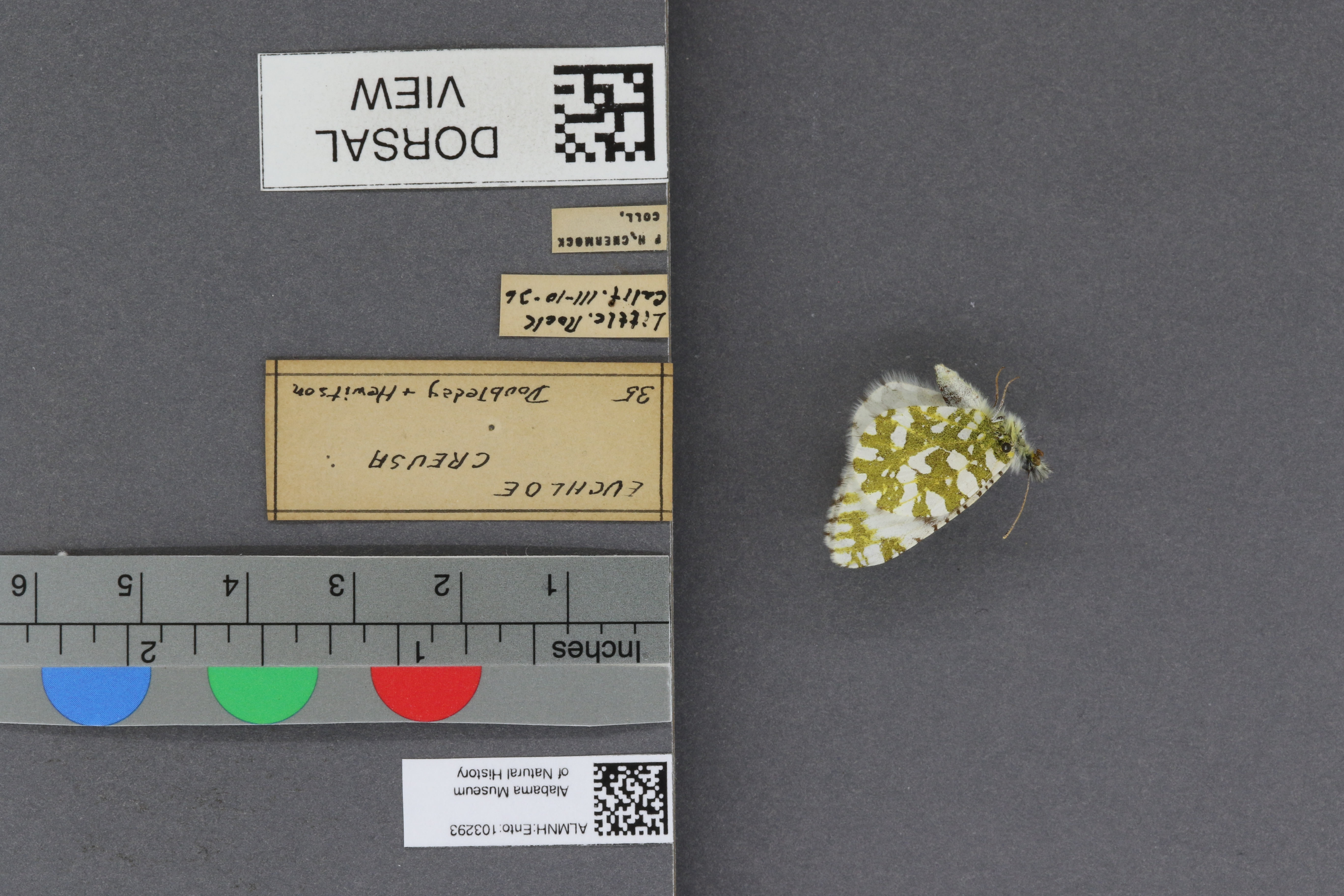 Specimen media