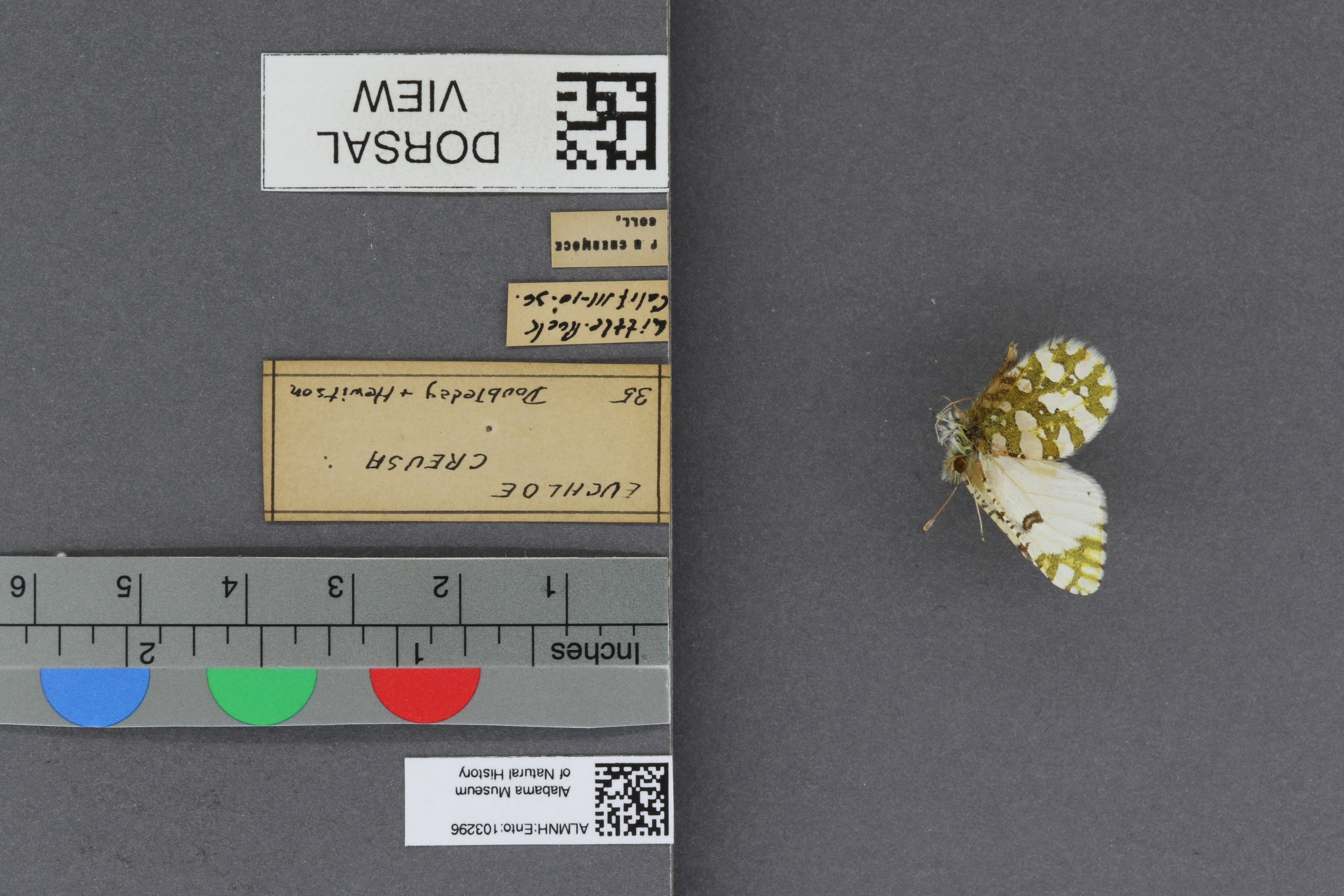Specimen media
