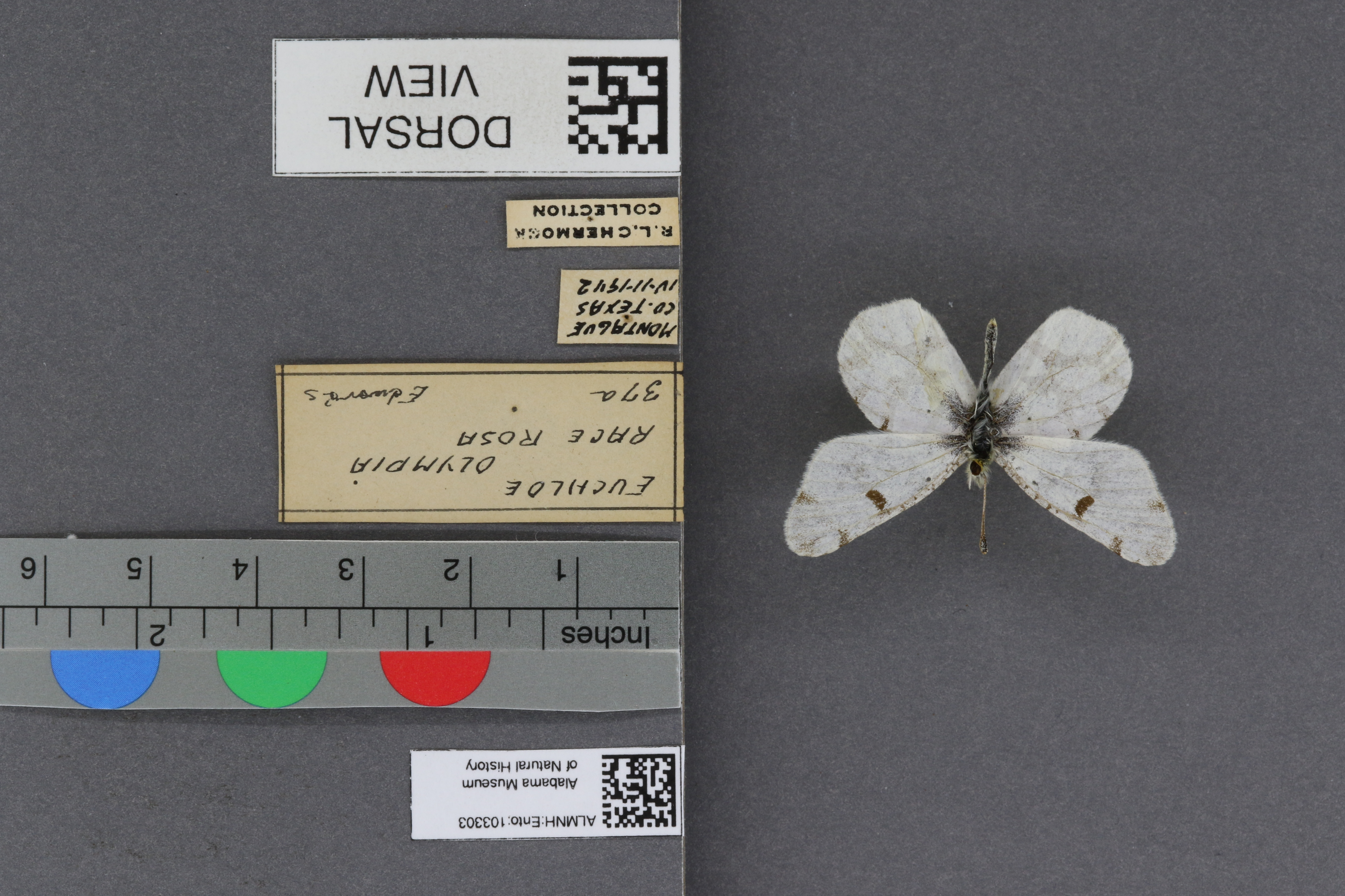 Specimen media