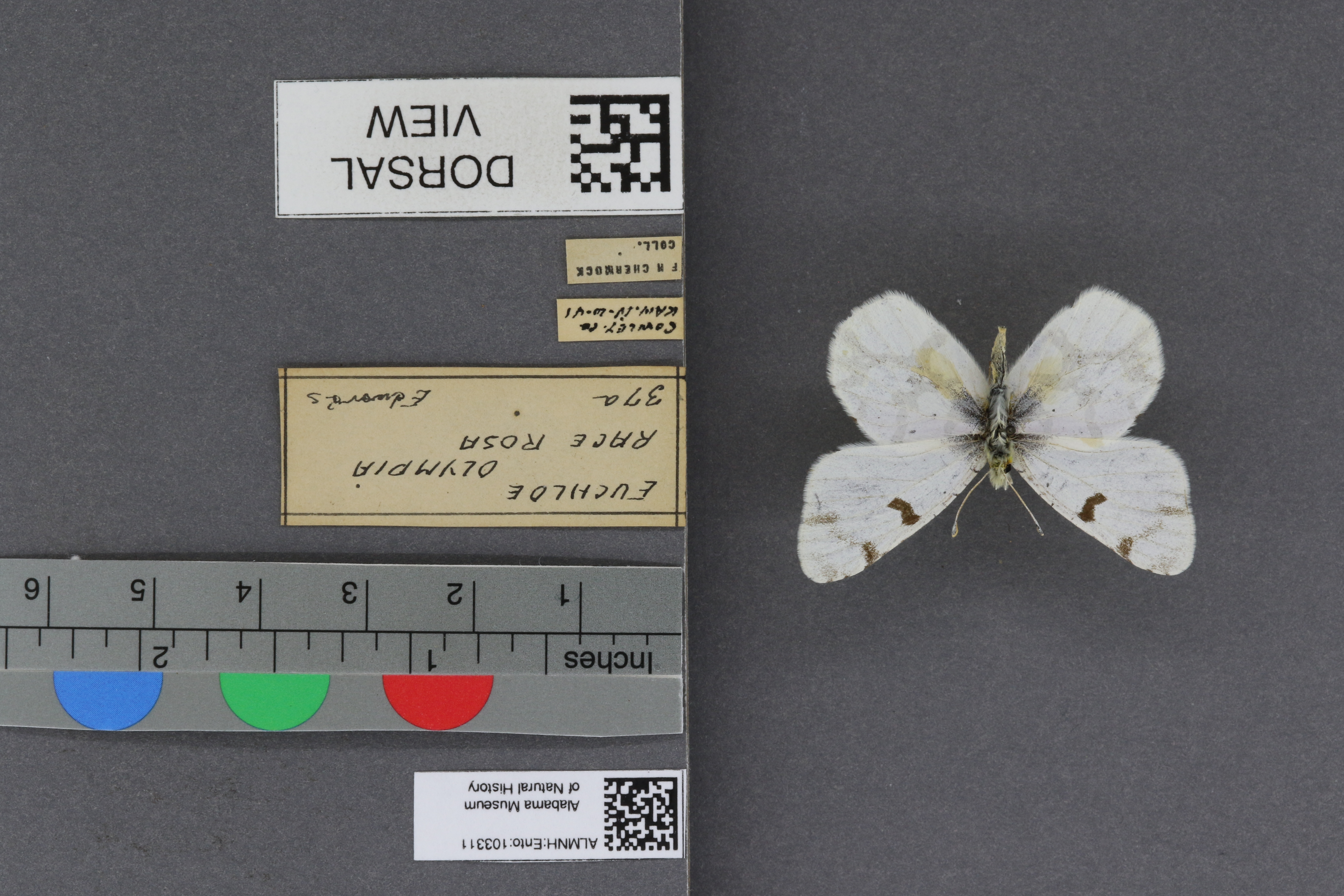 Specimen media