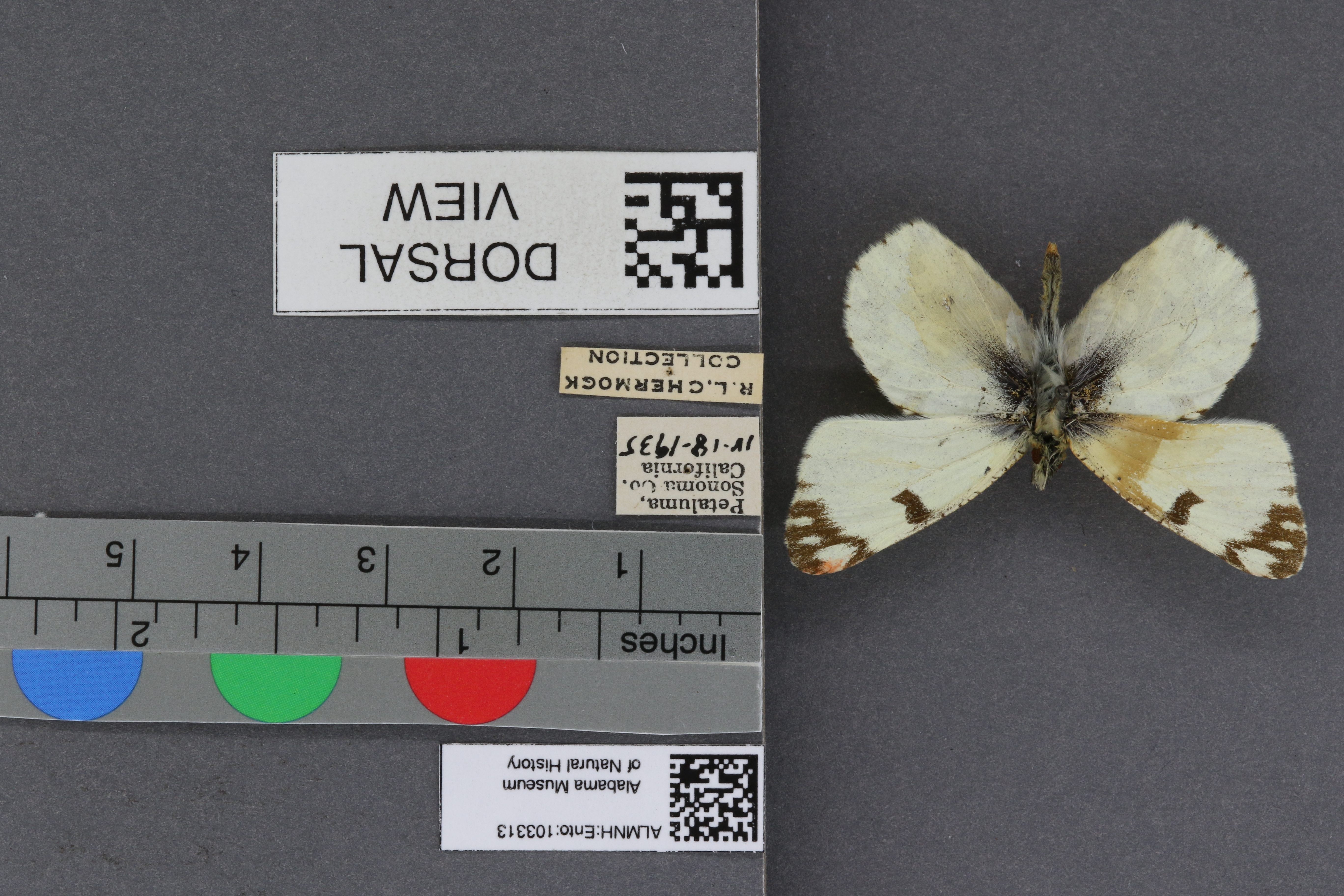 Specimen media