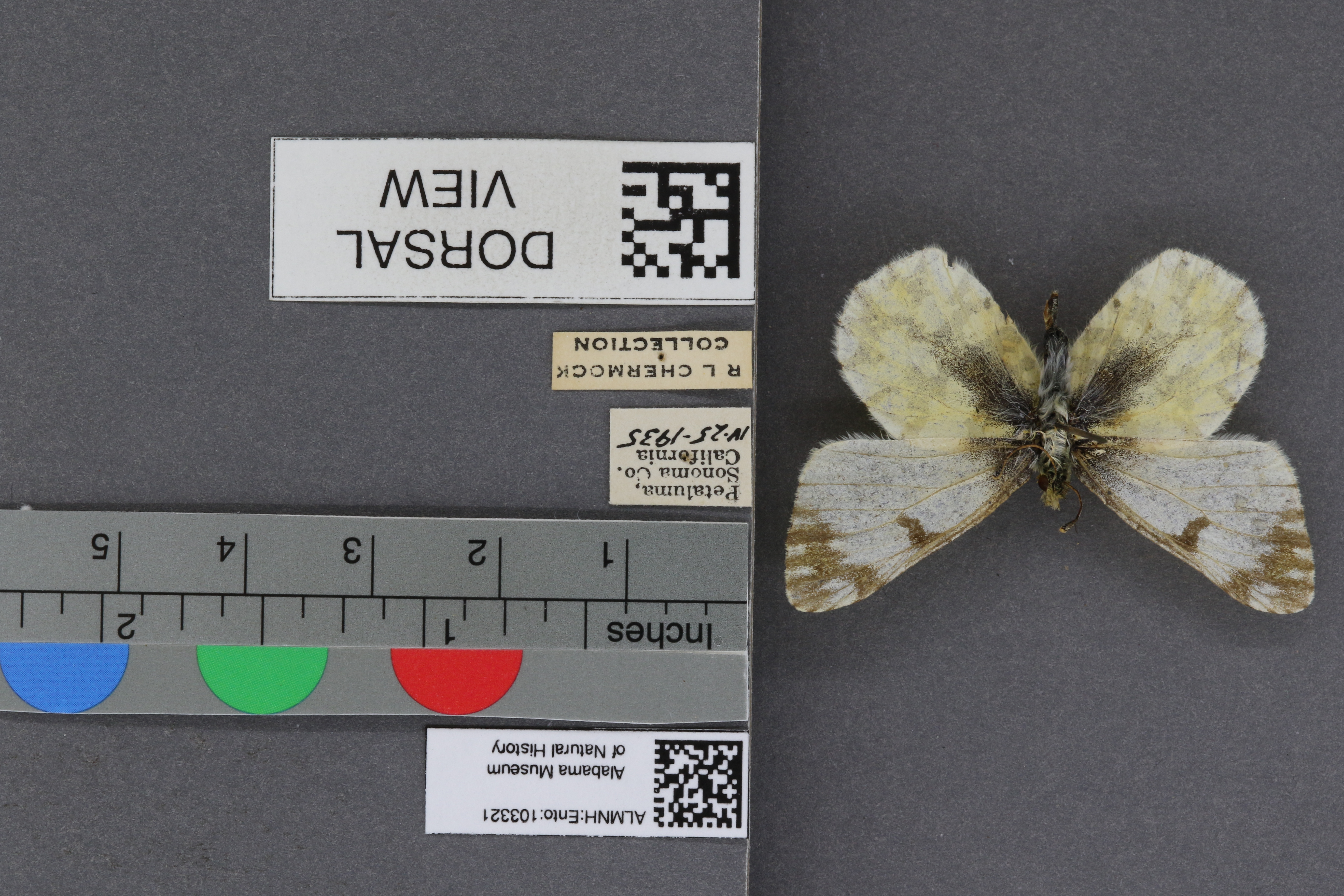 Specimen media