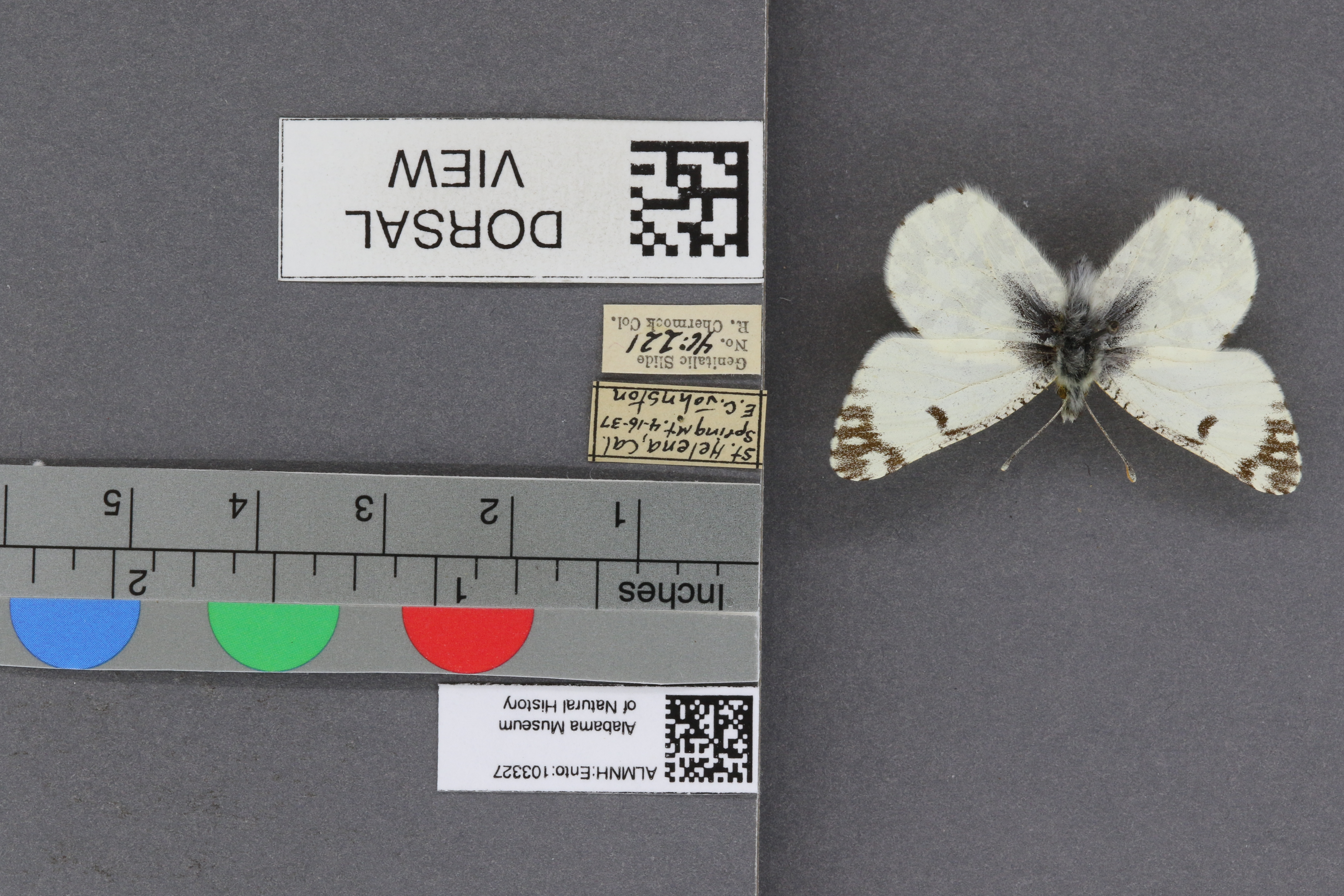 Specimen media