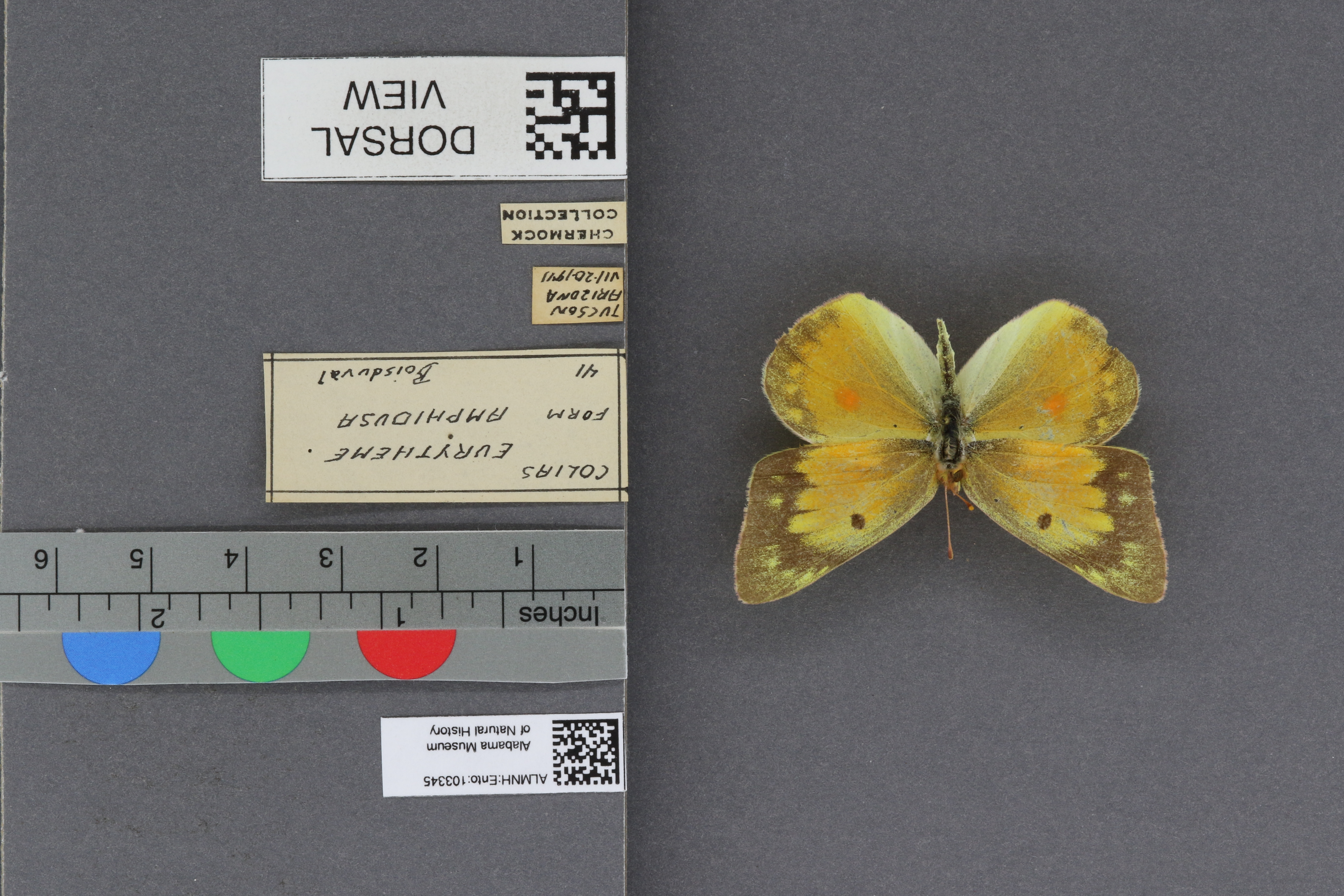Specimen media