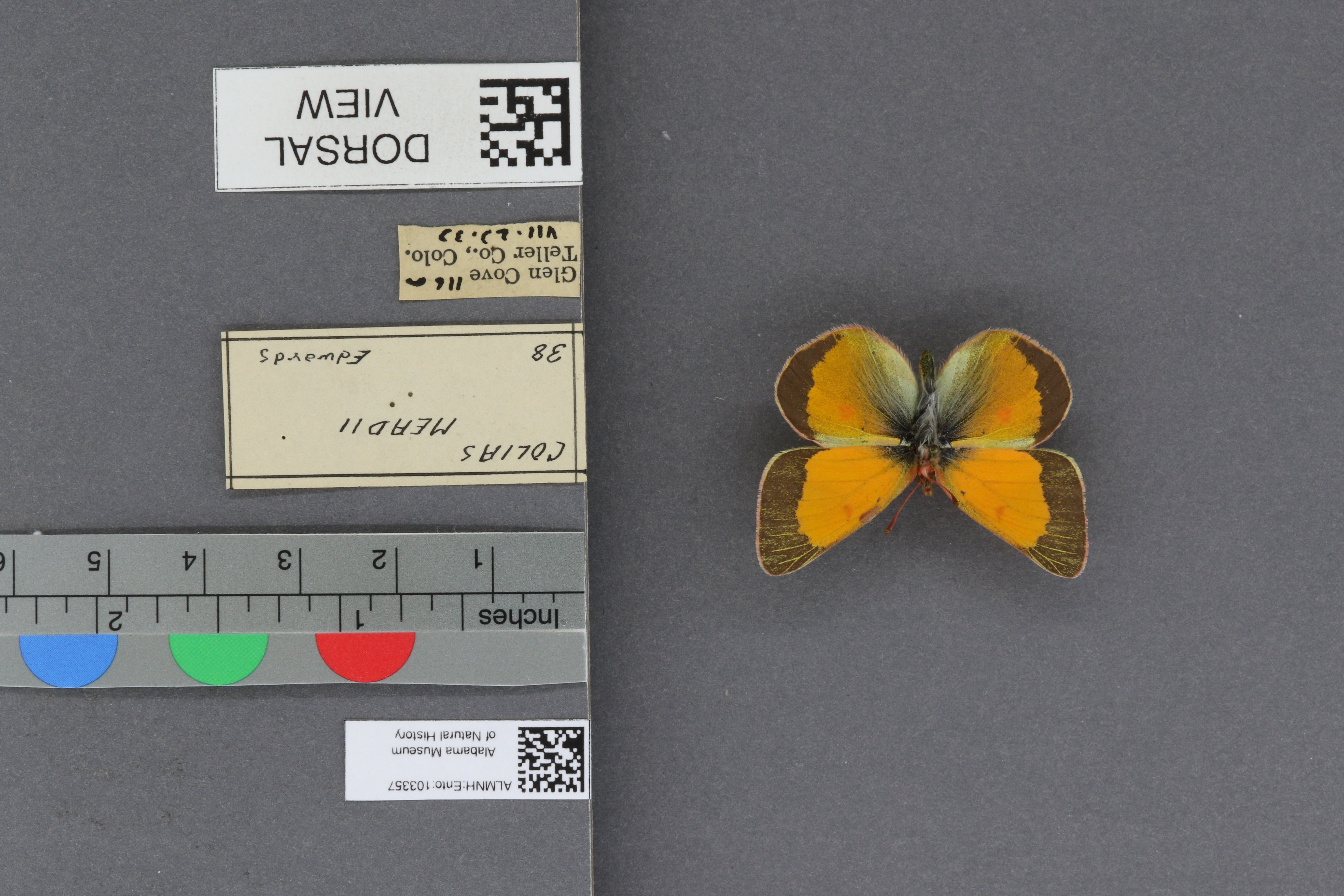 Colias meadii