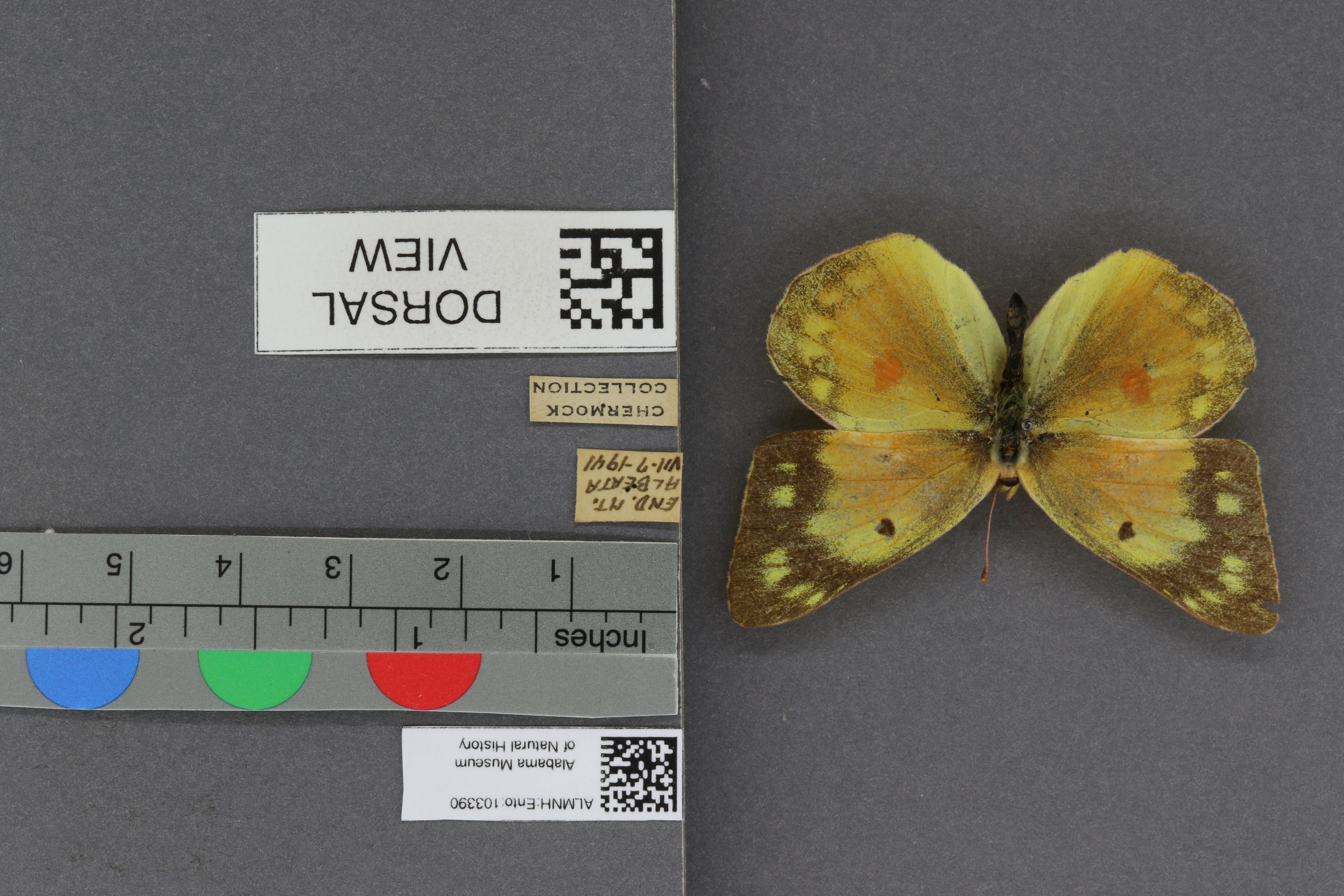 Specimen media