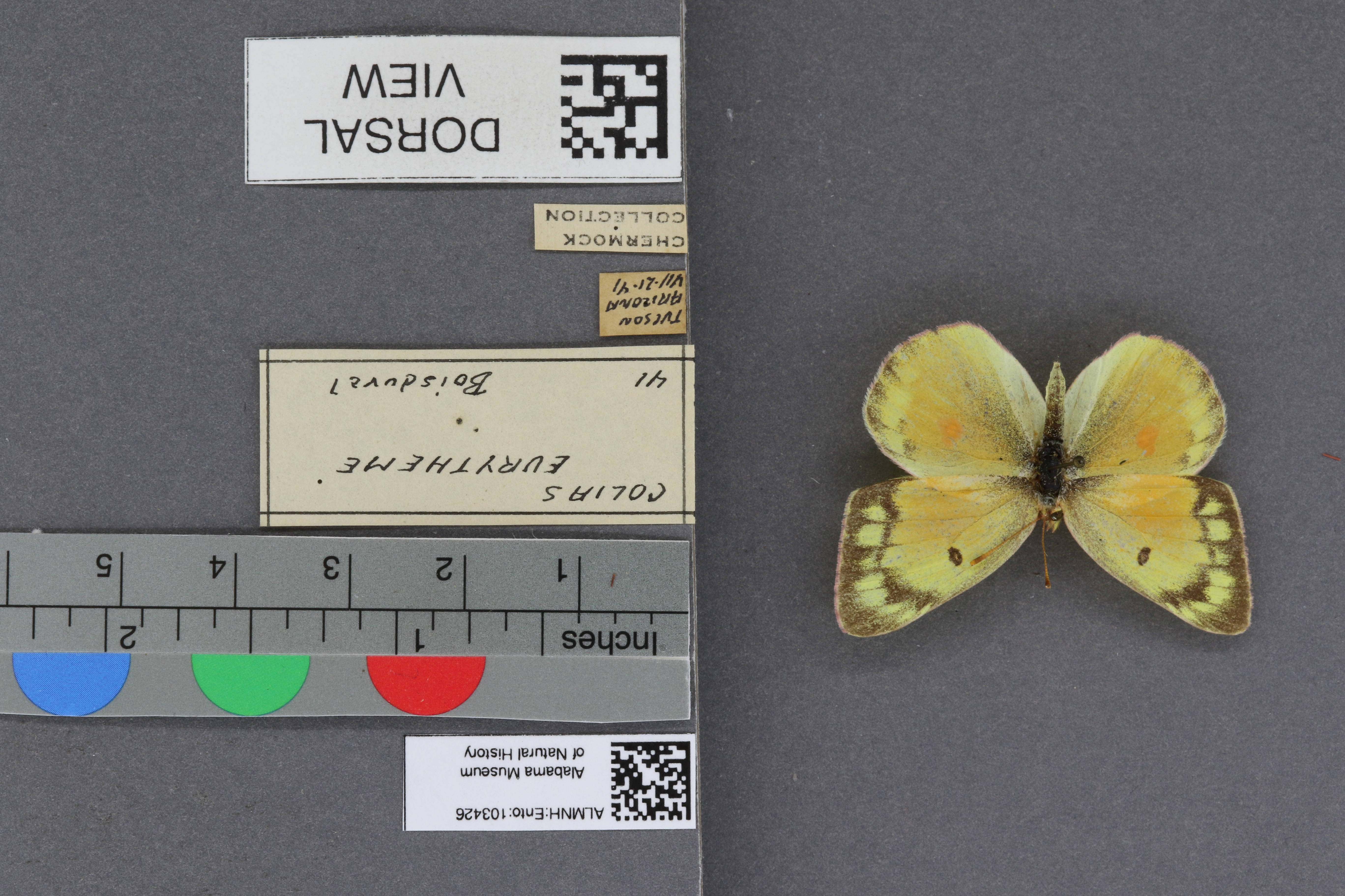 Specimen media