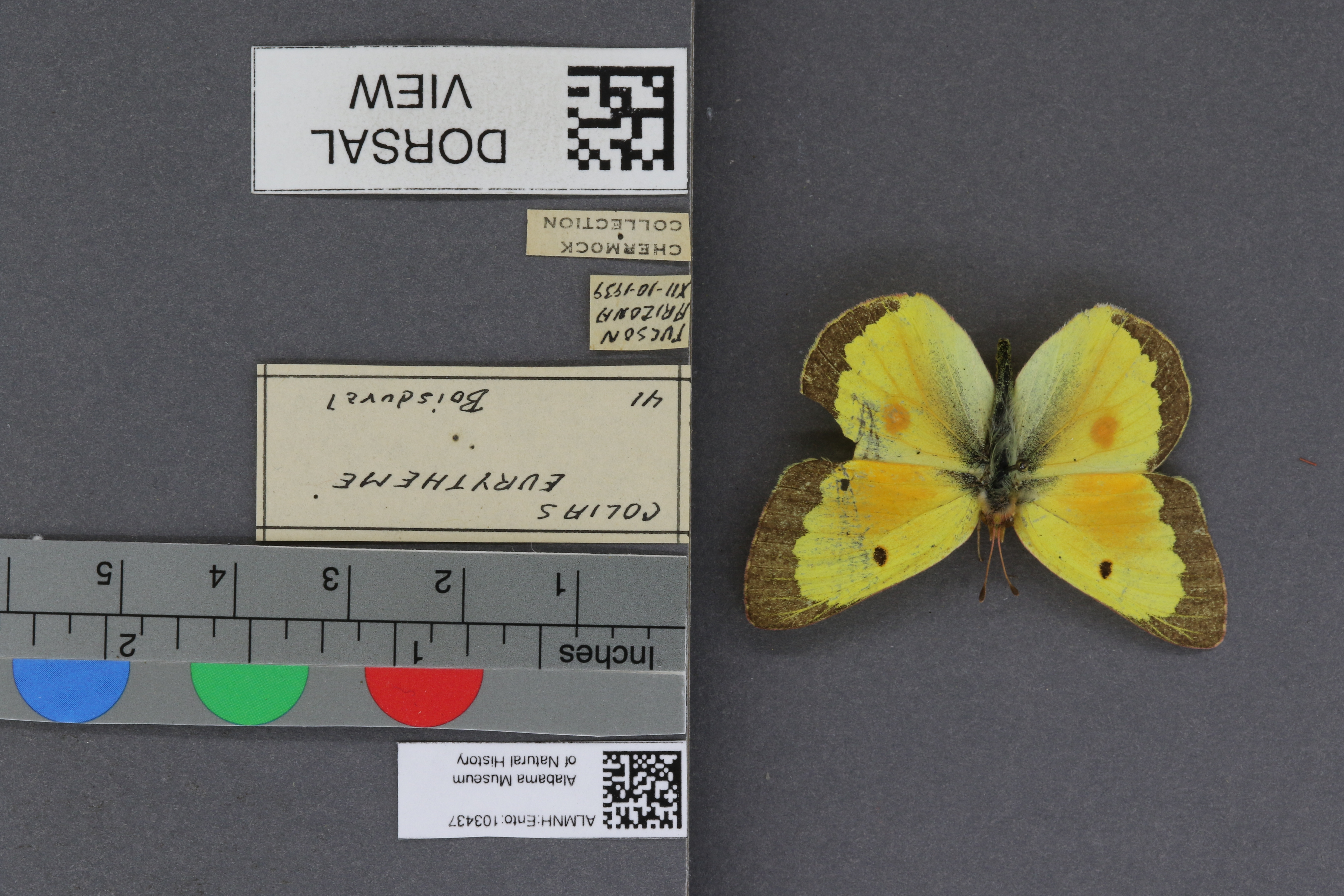 Specimen media