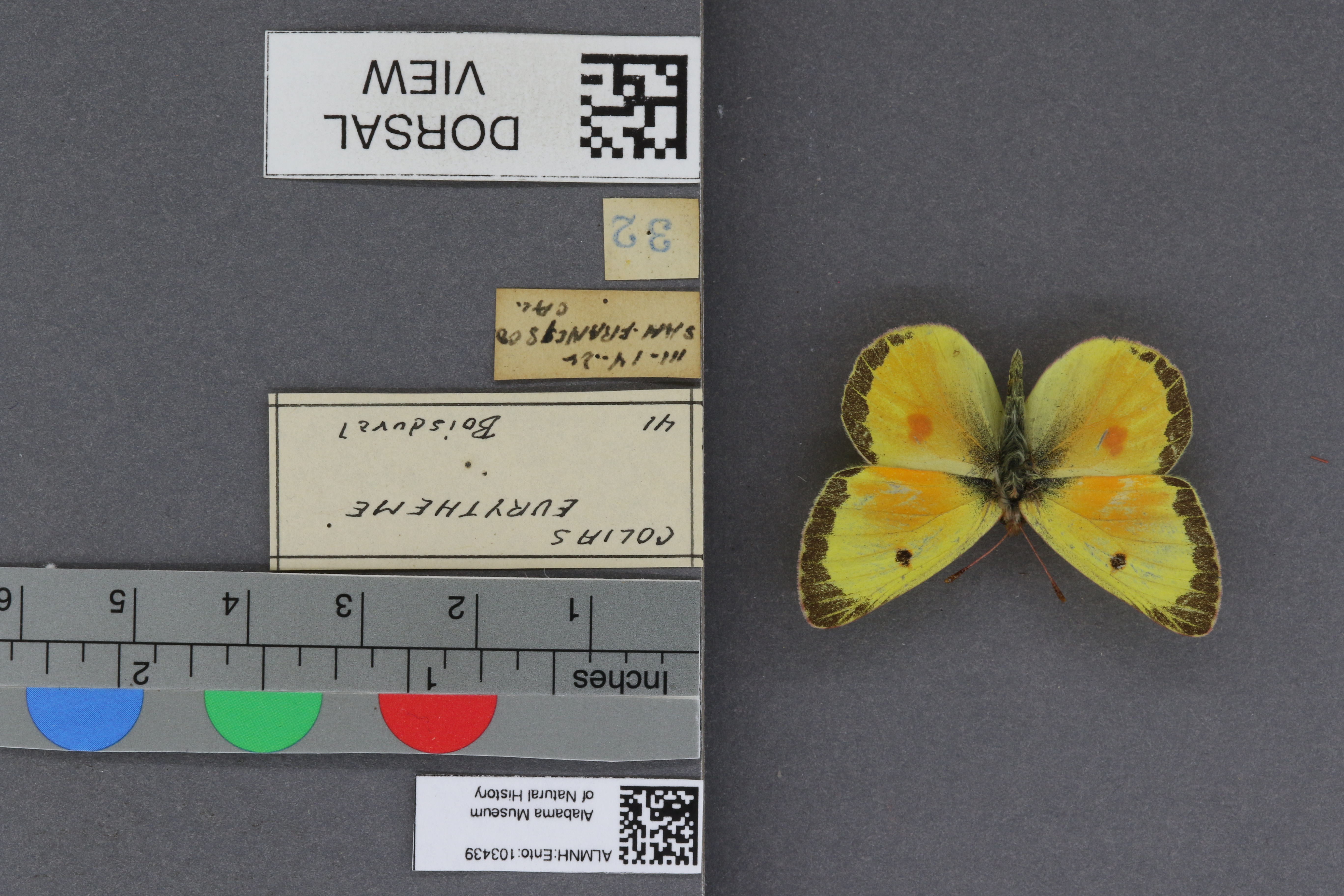 Specimen media