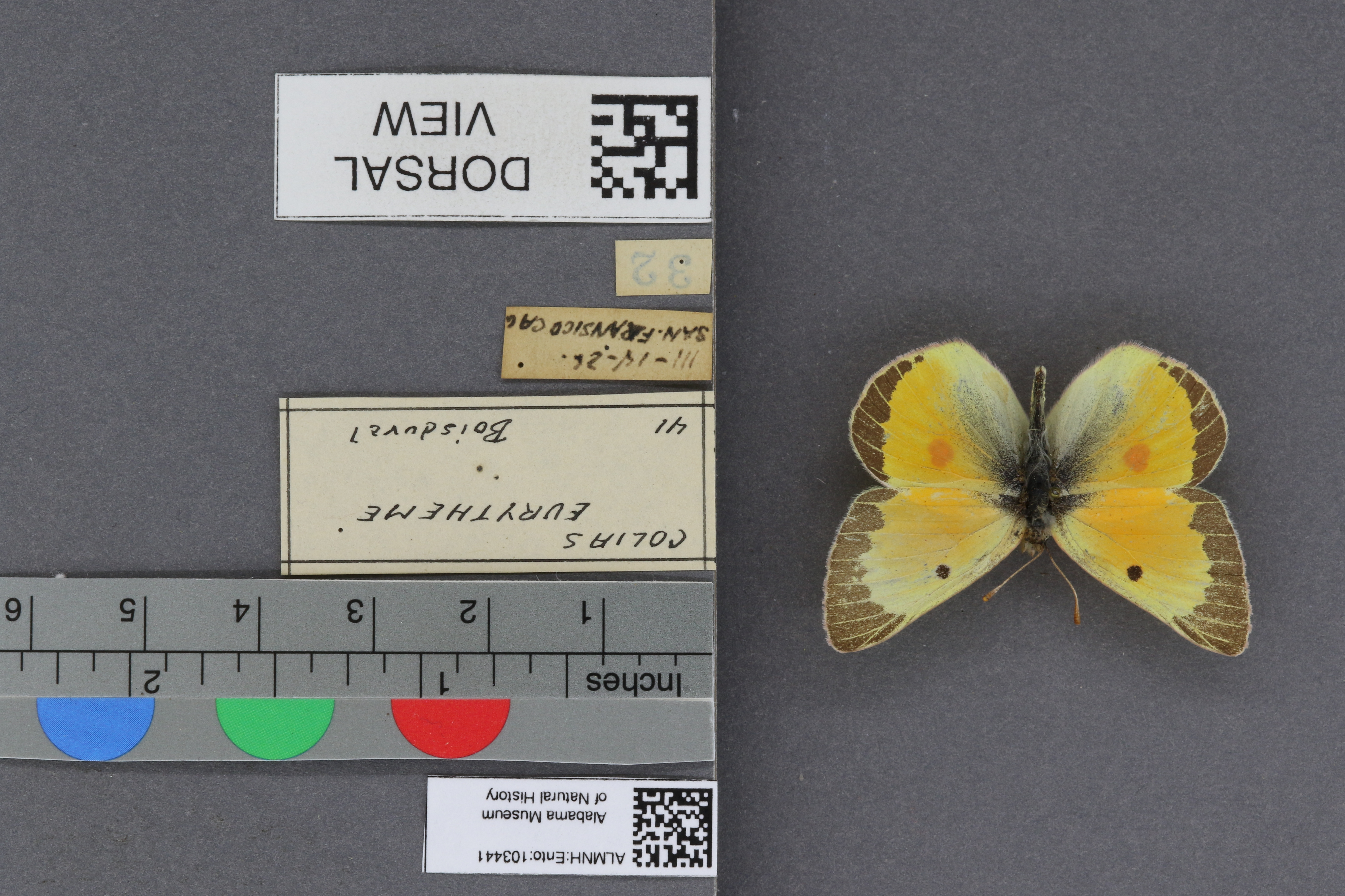 Specimen media