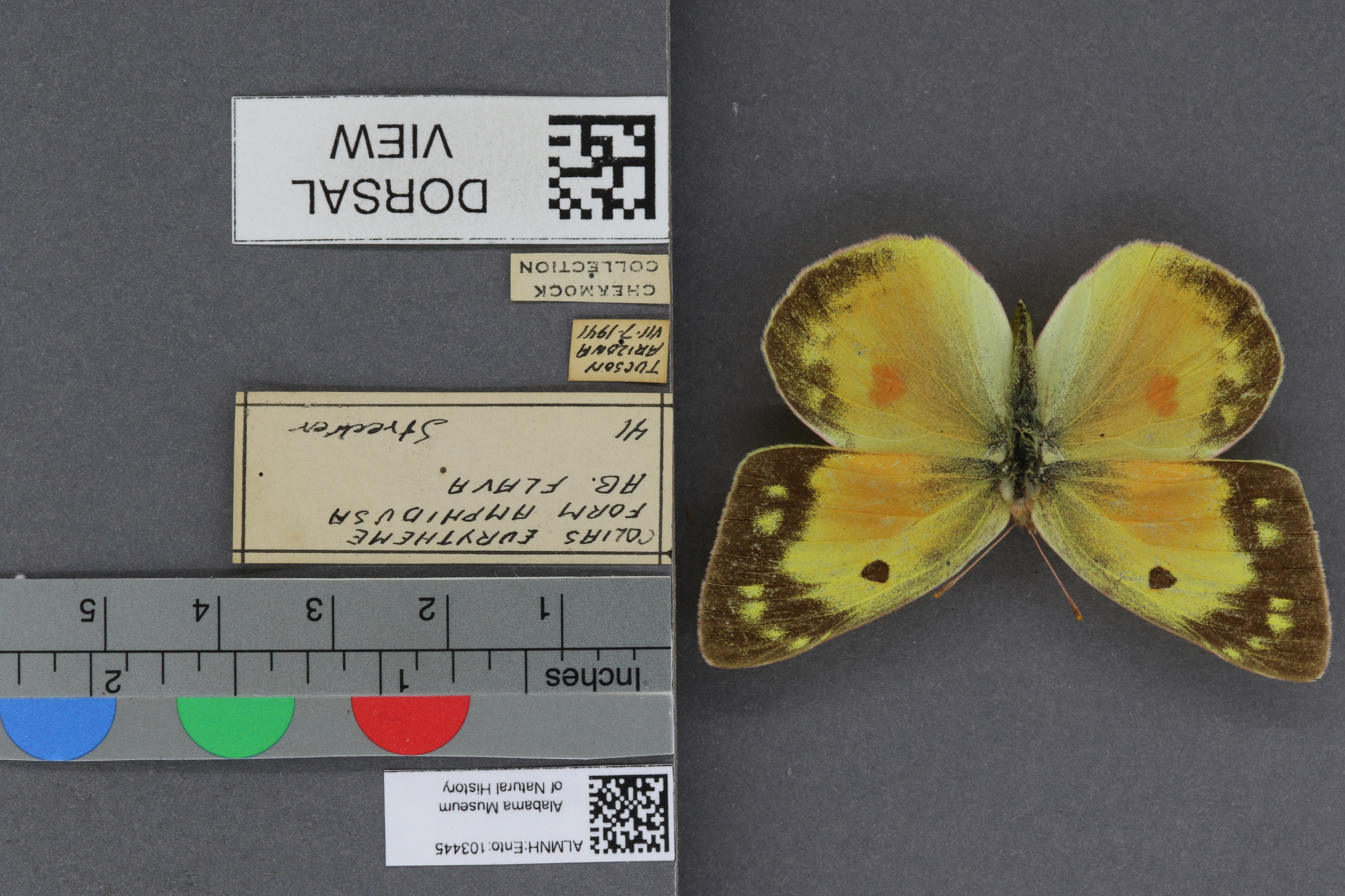 Specimen media