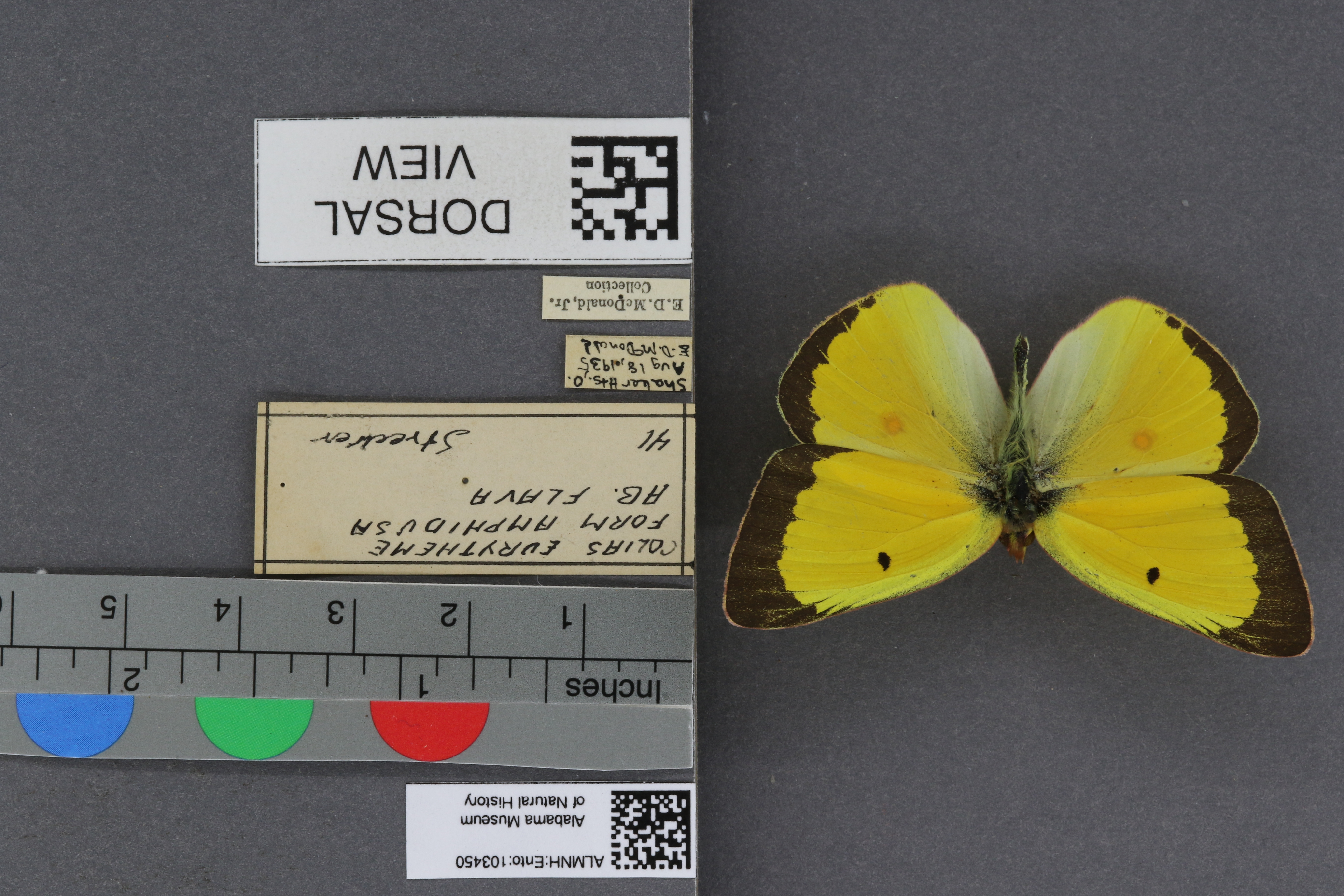 Specimen media