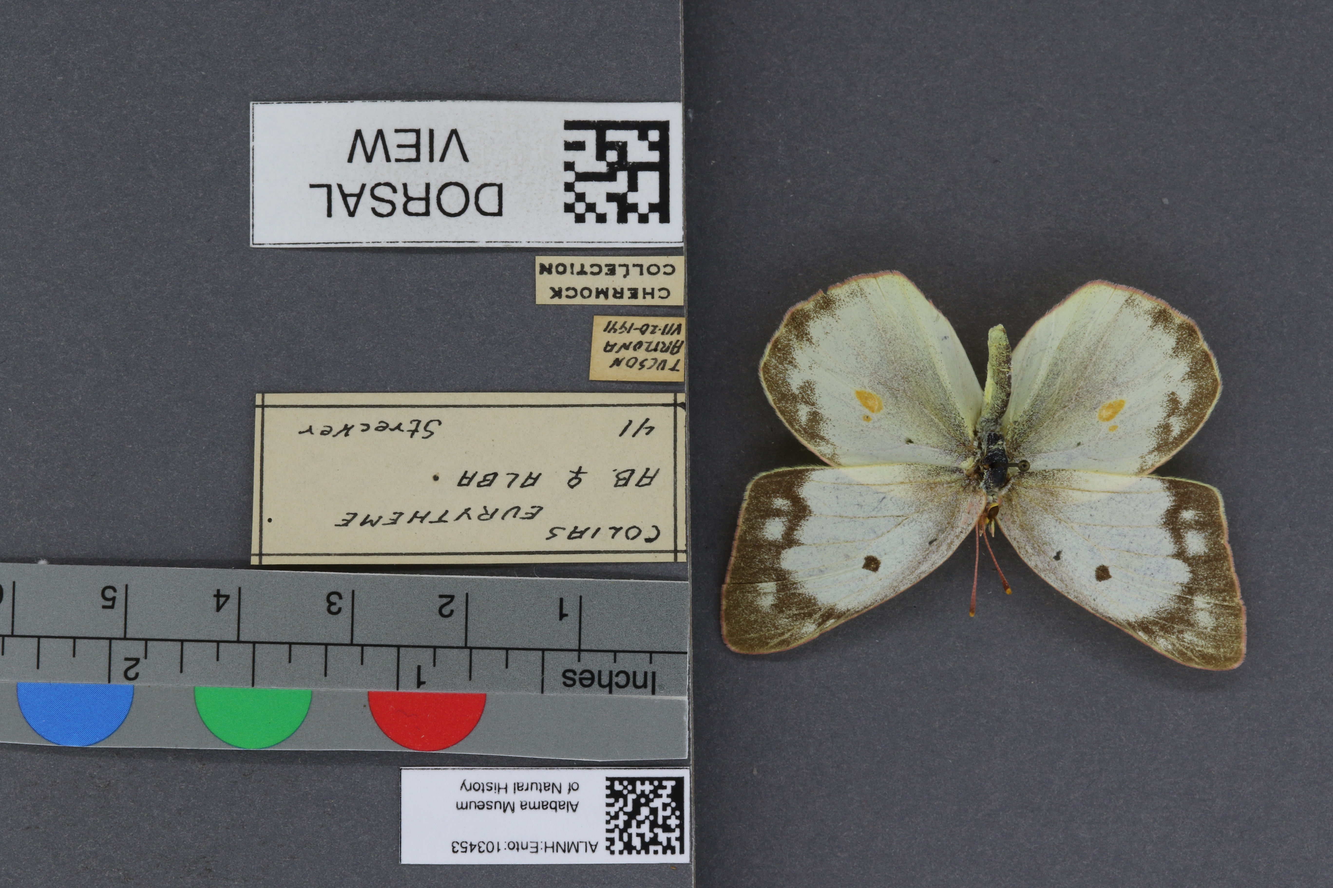 Specimen media
