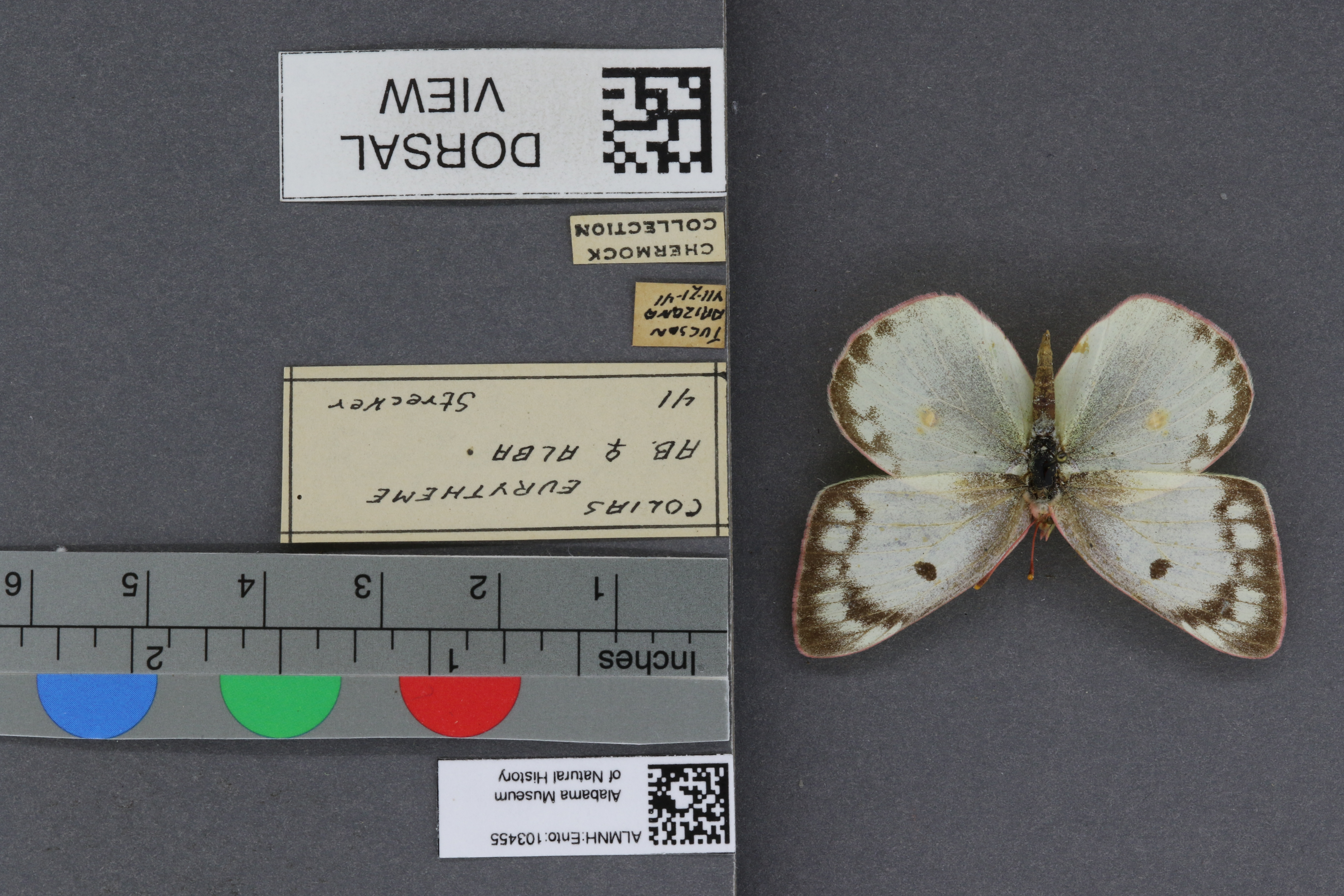 Specimen media