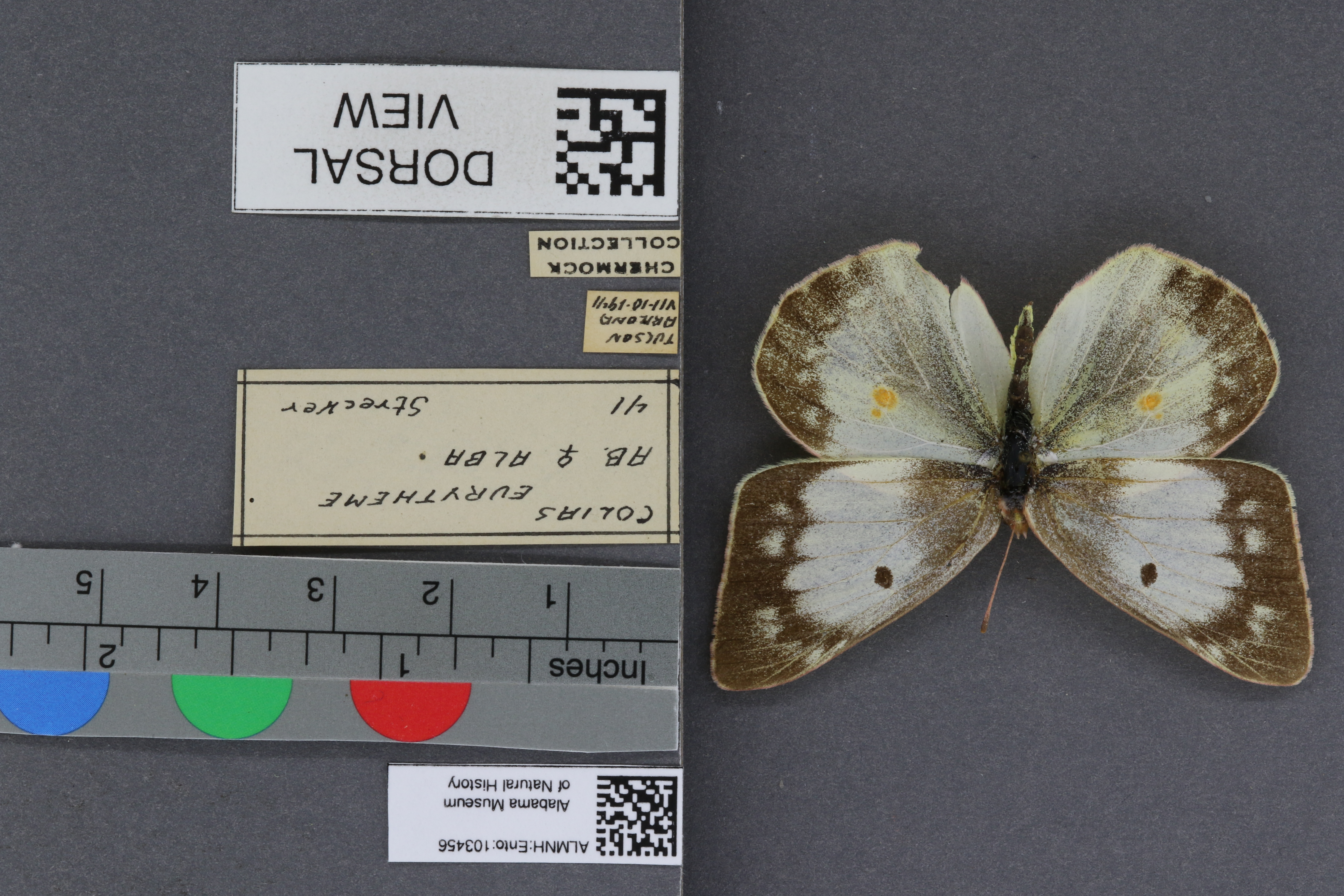 Specimen media